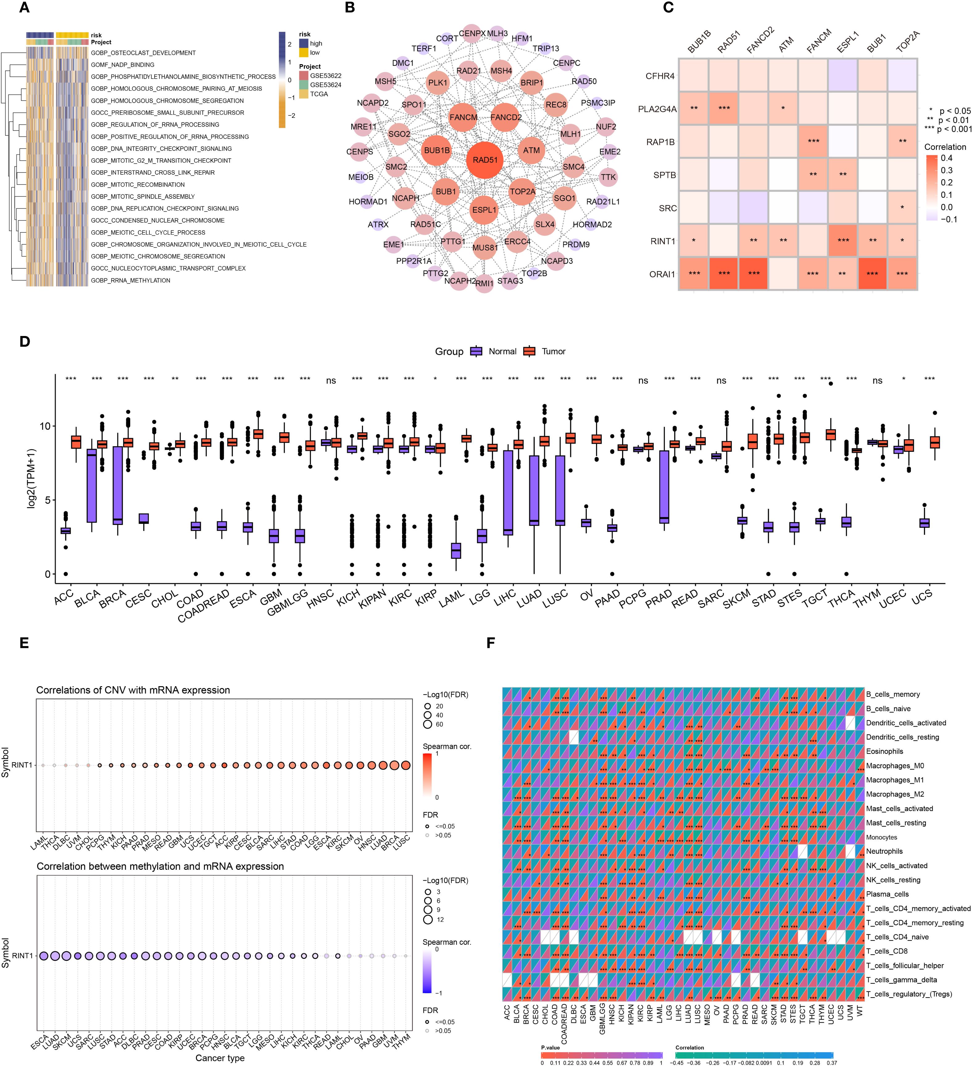 A set of graphics displaying gene expression and correlations in cancer: A) Heatmap illustrating pathway activity levels with a color gradient from blue to orange. B) Network diagram highlighting gene interactions associated with cancer. C) Correlation matrix showing relationships between gene expressions with a significance legend. D) Box plot comparing expression levels (log base two TPM + 1) in normal vs. tumor samples across cancer types, with statistical significance indicated. E) Scatter plots of CNV and methylation correlations with mRNA expression, colored by significance. F) Heatmap of immune cell infiltration across cancers with a color key for correlation values.