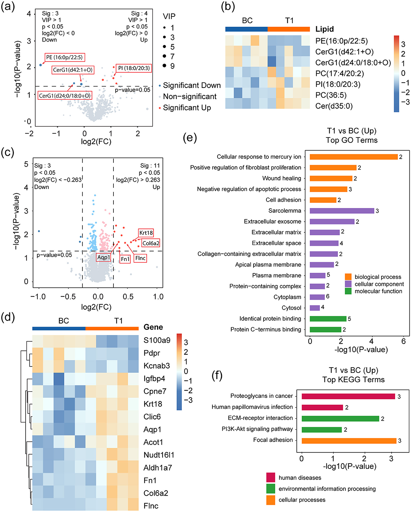 The image comprises six panels depicting various data visualizations related to lipid and gene analysis. Panel (a) shows a volcano plot for lipid analysis, indicating significant upregulated and downregulated lipids. Panel (b) features a heat map of lipid concentrations in groups BC and T1. Panel (c) presents a volcano plot for gene expression, highlighting significant genes. Panel (d) displays a heat map of gene expression levels across BC and T1. Panel (e) contains a bar chart of top GO terms related to upregulated genes in T1 versus BC. Panel (f) shows a bar chart of top KEGG terms for upregulated pathways in T1 versus BC.