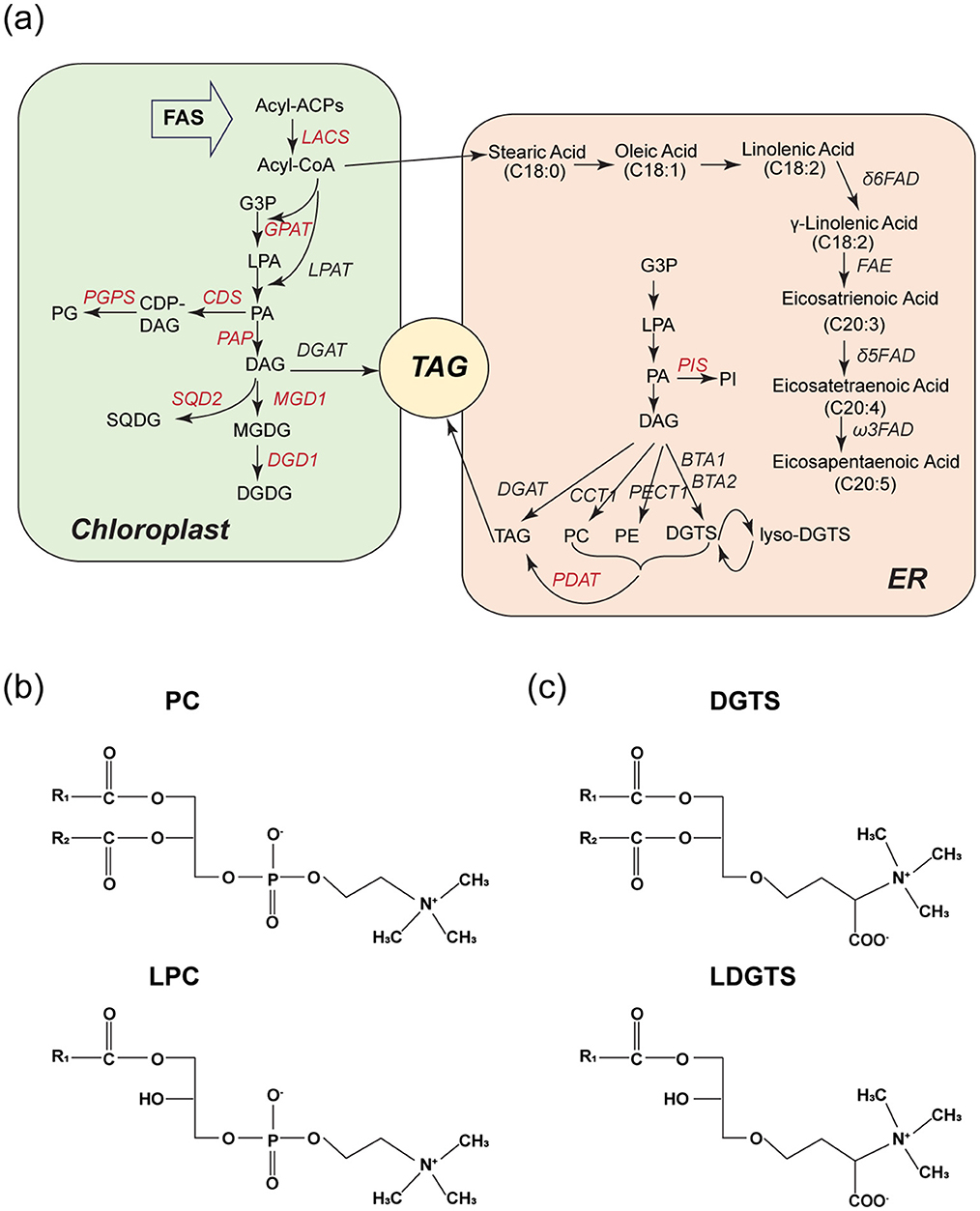 Diagram depicting lipid biosynthesis in chloroplasts and endoplasmic reticulum. Panel (a) illustrates the pathway for triacylglycerol (TAG) formation via intermediates such as PG, PA, and DAG.