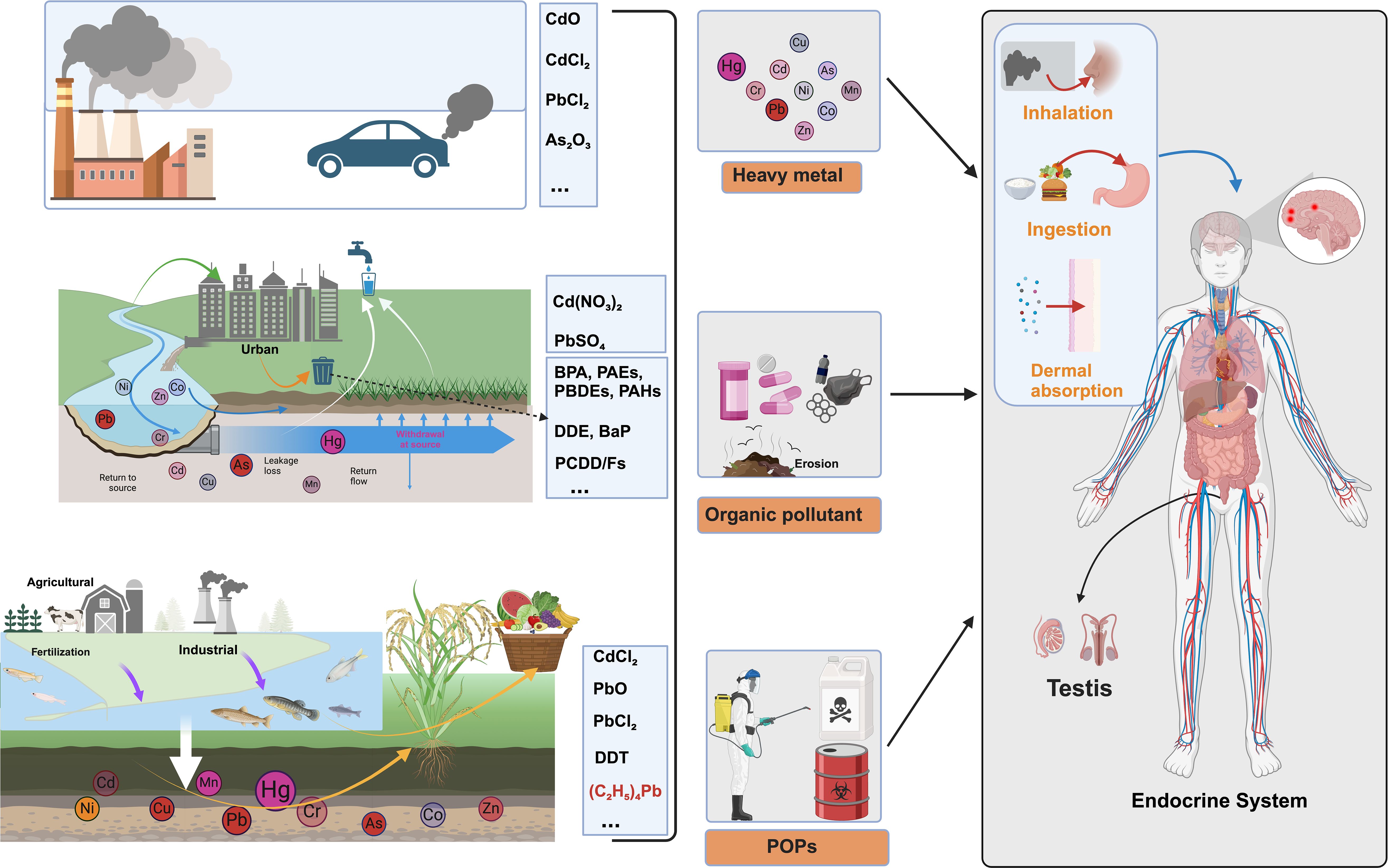 Illustration showing sources and pathways of pollutants to the human endocrine system. Factories and vehicles release pollutants into the environment, including heavy metals and organic compounds. These pollutants contaminate water and soil, entering the food chain and reaching humans via inhalation, ingestion, and dermal absorption. The pollutants accumulate in the endocrine system, affecting organs like the testis. Various chemicals, such as cadmium, lead compounds, BPA, and DDT, are highlighted. The diagram emphasizes industrial, agricultural, and urban pollution sources and their impact on human health.