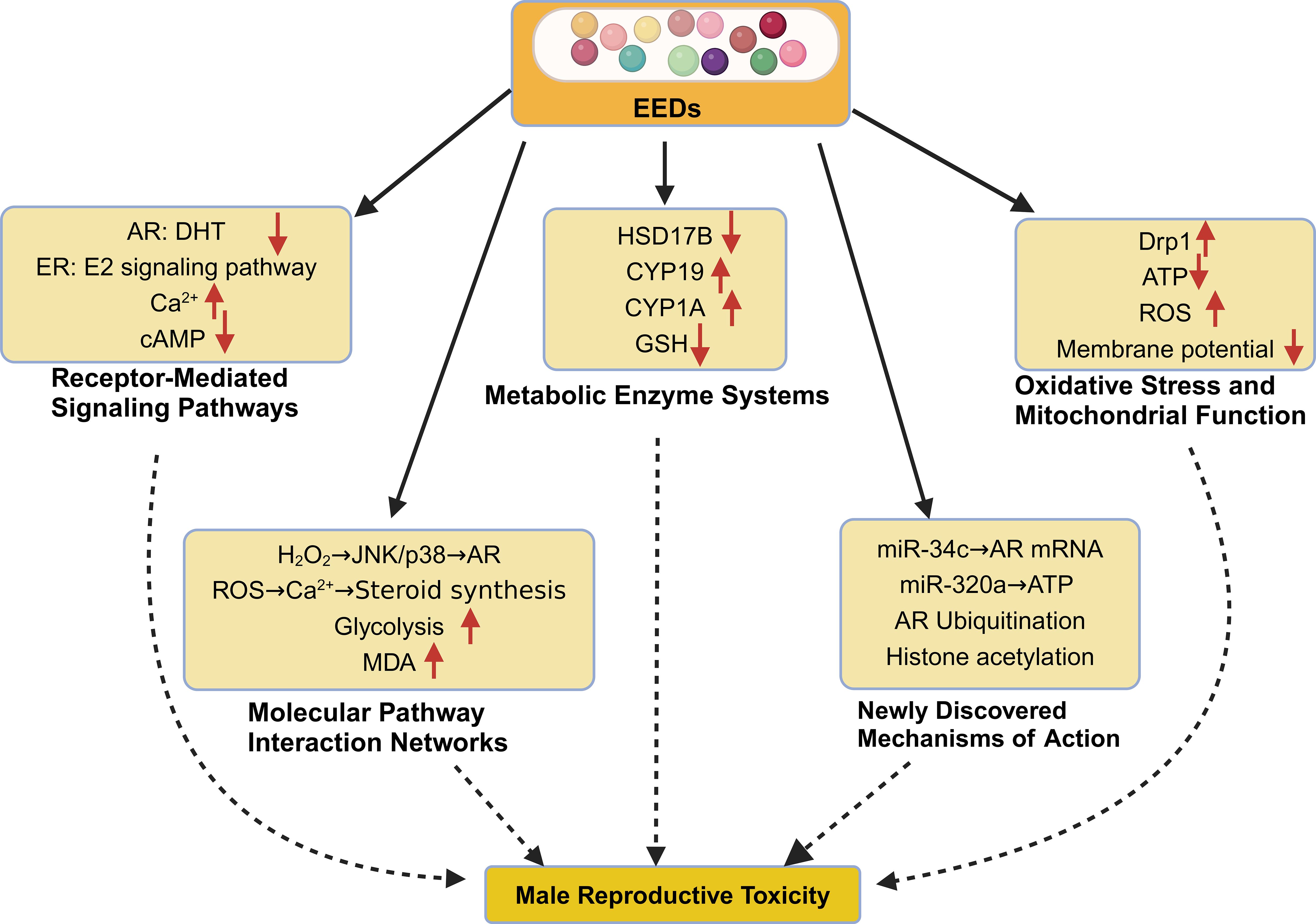 Flowchart illustrating how endocrine-disrupting chemicals (EEDs) impact male reproductive toxicity. It shows EEDs affecting receptor-mediated signaling pathways, metabolic enzyme systems, and oxidative stress and mitochondrial function. These pathways subsequently influence molecular pathway interaction networks and newly discovered mechanisms of action, all contributing to male reproductive toxicity. Dashed arrows connect these processes, indicating their interrelated effects.