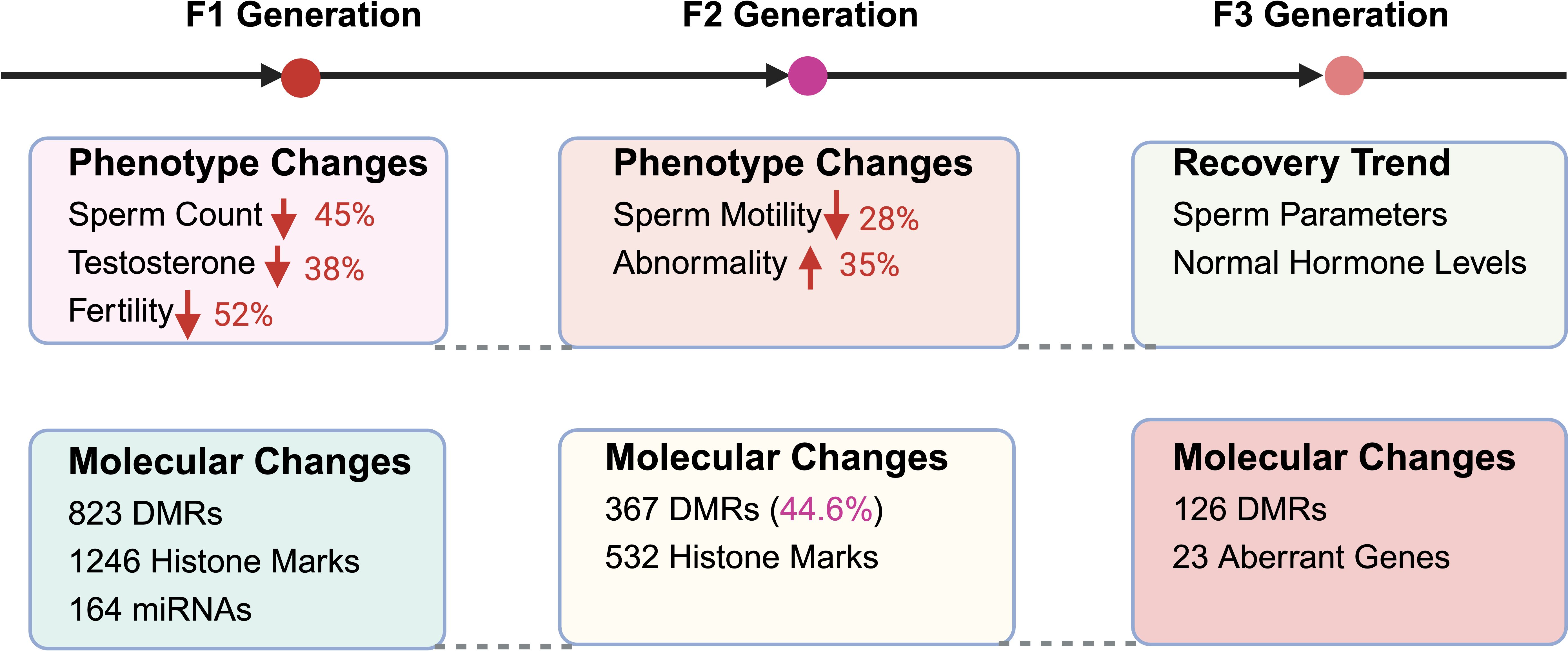 Diagram showing generational phenotype and molecular changes. F1: Sperm count, testosterone, and fertility decrease by 45%, 38%, and 52%. F2: Sperm motility decreases by 28%, abnormalities increase by 35%. F3: Recovery with normal sperm parameters and hormone levels. Molecular changes: F1 has 823 DMRs, 1246 histone marks, 164 miRNAs. F2 has 367 DMRs (44.6%), 532 histone marks. F3 has 126 DMRs, 23 aberrant genes.