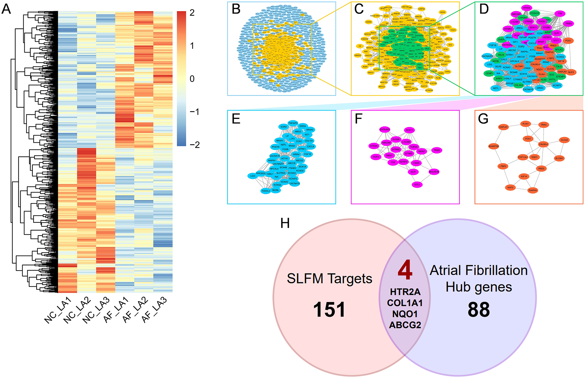 Heatmap and network diagrams analyzing gene expression related to atrial fibrillation (AF) and SLFM targets. Panel A shows the expression heatmap. Panels B to G display network diagrams of gene interactions in various colors. Panel H presents a Venn diagram with the overlap of four genes between SLFM targets and AF hub genes.
