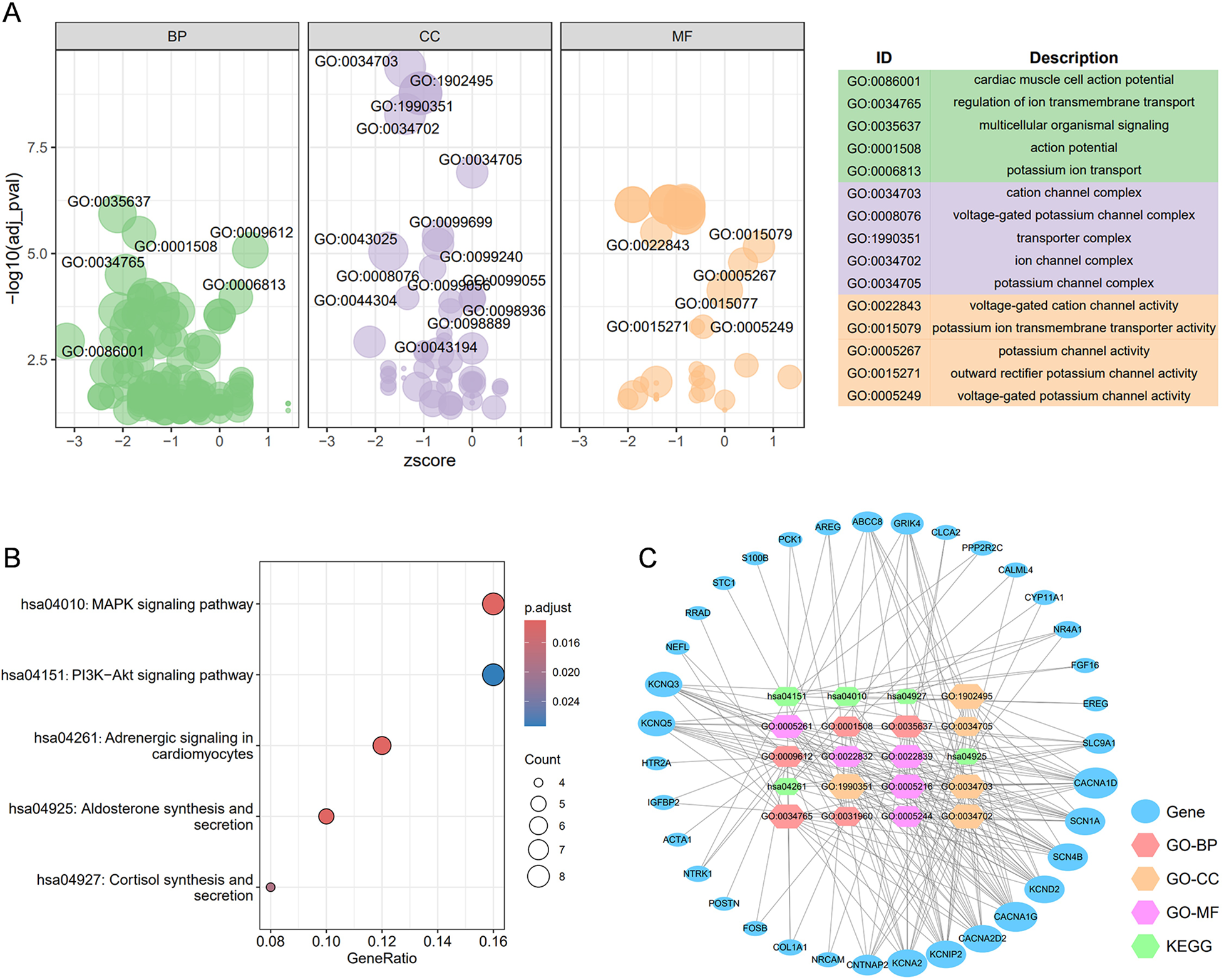 Panel A shows a bubble plot of gene ontology terms with three categories: BP (biological processes), CC (cellular components), and MF (molecular functions), represented in green, purple, and orange, respectively. Panel B presents a dot plot of KEGG pathways, indicating gene ratios and p-values with varying circle sizes and colors. Panel C displays a network diagram of genes and pathways, with connections and color-coded legend indicating genes, GO terms, and KEGG pathways.