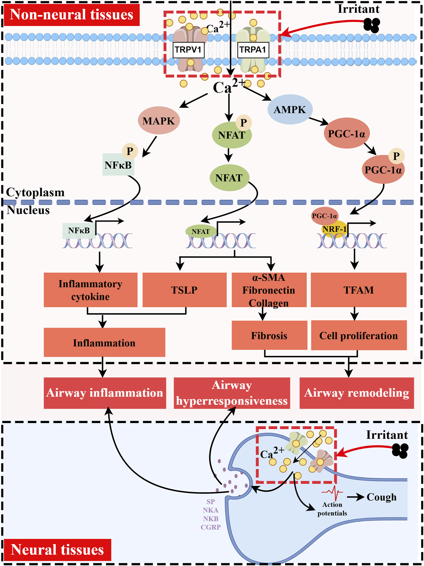 Flowchart illustrating the mechanism of airway inflammation, hyperresponsiveness, and remodeling. Irritants activate TRPV1 and TRPA1 channels, leading to increased calcium levels. This triggers NFκB, NFAT, and AMPK pathways, resulting in inflammation, fibrosis, and cell proliferation. The bottom section shows neural tissue responses, with signals leading to cough.