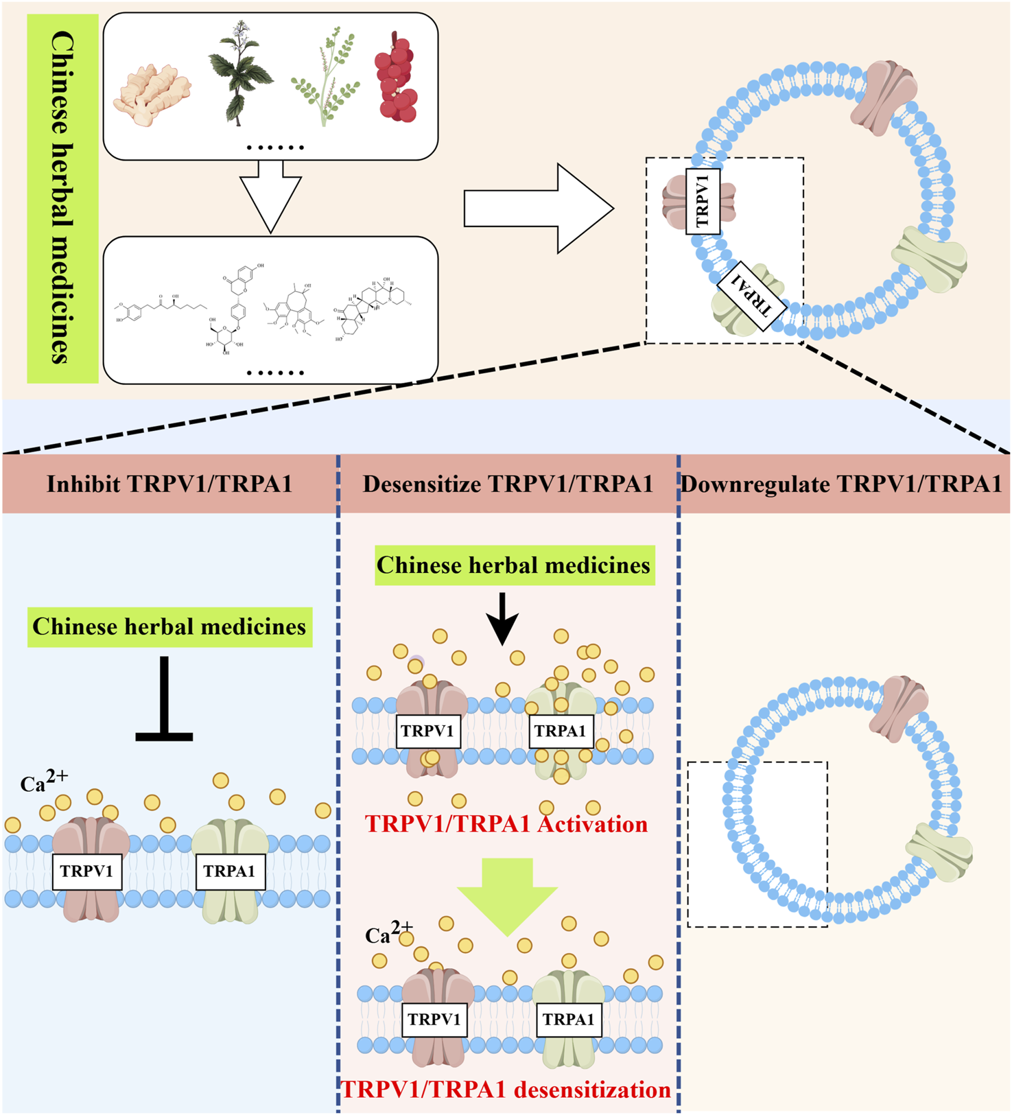 Diagram illustrating the effects of Chinese herbal medicines on TRPV1/TRPA1. The top part shows herbs and their chemical compounds affecting channels labeled TRPV1 and TRPA1. Below, three sections describe actions: inhibition, desensitization, and downregulation of TRPV1/TRPA1, highlighting calcium ion involvement.