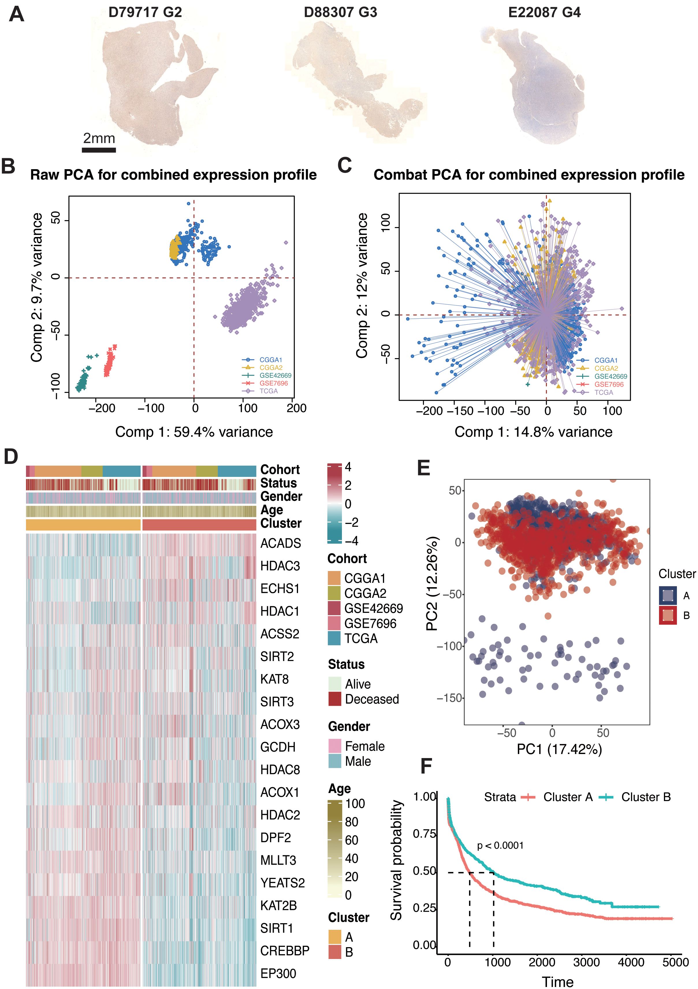 Panel of five subfigures related to gene expression and survival analysis. (A) Heat map showing expression levels of various genes across different cohorts and statuses, with a color scale from -2 to 2. (B) Bar graph displaying C-index values for five cohorts, with TCGA at the top. (C) Hazard ratio plot comparing cohorts, with color indicating p-values. (D) Line graph depicting AUC over time for different cohorts. (E) Kaplan-Meier survival plot showing significant differences between high-risk and low-risk groups, with a p-value less than 0.0001.