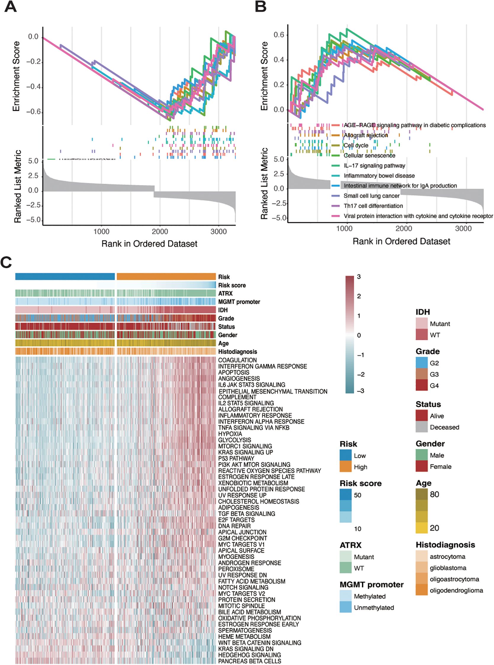 Panel A and B show graphs of enrichment scores versus rank in ordered datasets, with various pathways and conditions represented by different colored lines. Panel C presents a heatmap displaying various genetic and clinical annotations like risk, IDH, grade, status, gender, and age, alongside gene expression pathways and their activation levels, represented in a color gradient.