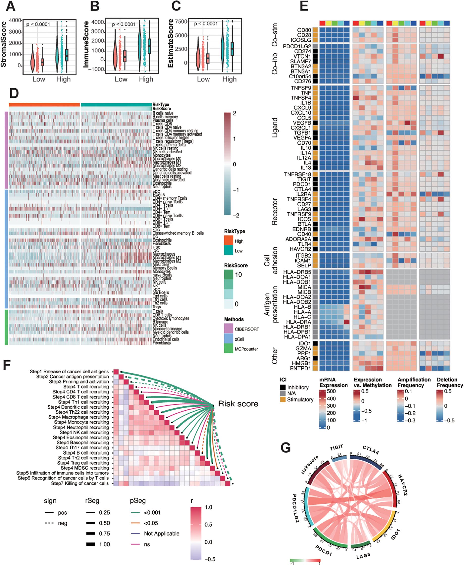 Data visualization showing multiple panels analyzing risk scores and gene expression. Panels A, B, and C display violin plots for StromalScore, ImmuneScore, and EstimateScore, respectively, comparing high and low groups with significant p-values. Panel D features a heatmap of gene expression categorized by RiskType, displaying various immune-related genes. Panel E shows another heatmap illustrating gene expressions across categories like Co-stimulation, Ligand, Receptor, and more. Panel F is a correlation plot linking cancer immunity steps with risk scores. Panel G presents a circular diagram showing gene interactions.