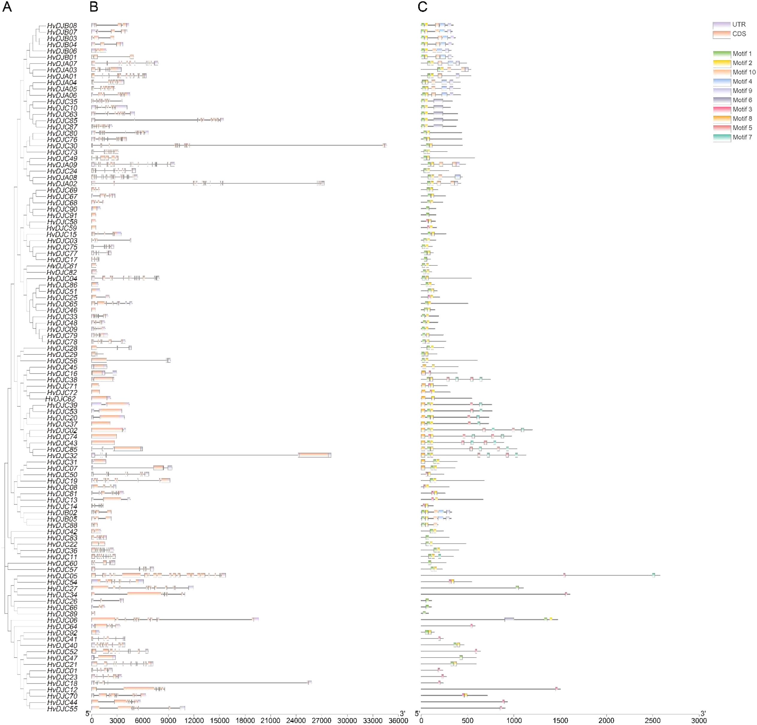 Phylogenetic tree and gene structure analysis of HVDs. (A) Dendrogram showing relationships between sequences labeled from HVDu01 to HVDu108. (B) Gene structure layout with gray bars for gene positions and orange rectangles for CDS regions. (C) Motif distribution highlighted with colored arrows corresponding to different motifs, shown alongside a legend.