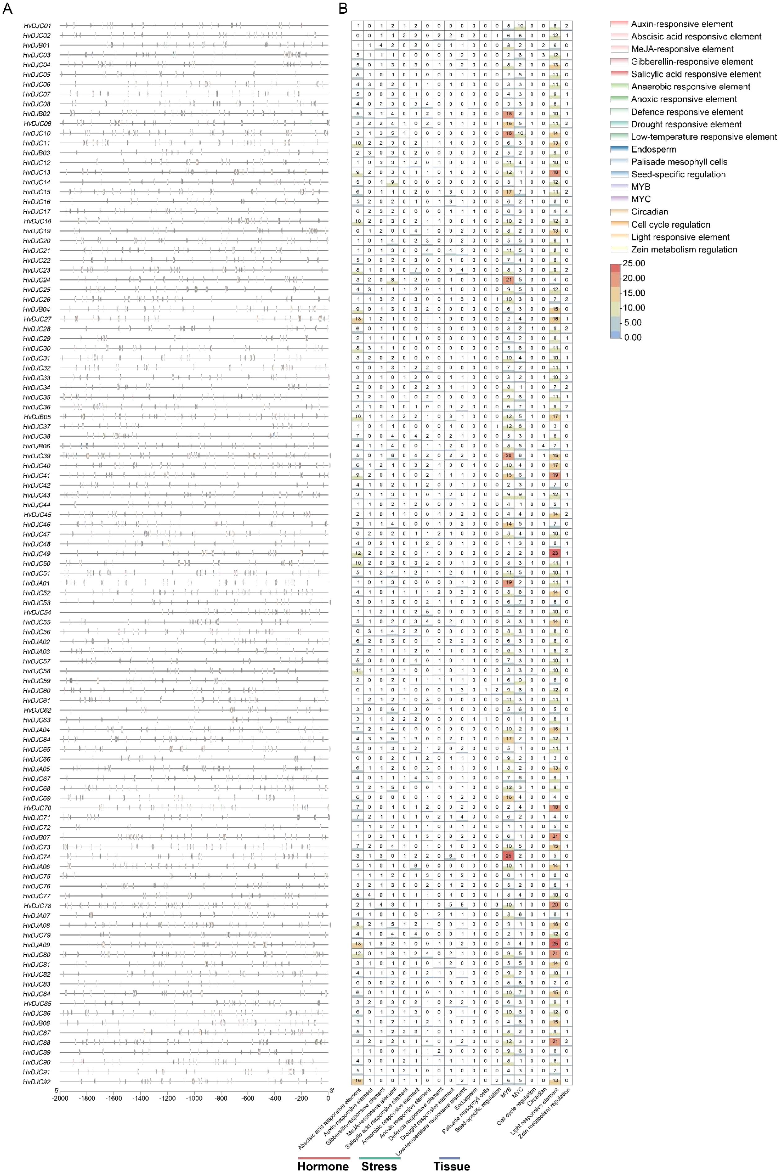 Panel A shows multiple line graphs labeled HDUC001 to HDUC052, each with fluctuating data points along an X-axis from -2000 to 0. Panel B is a heatmap displaying various regulatory elements affecting hormones, stress, and tissues with a color scale from blue (0.00) to red (25.00).