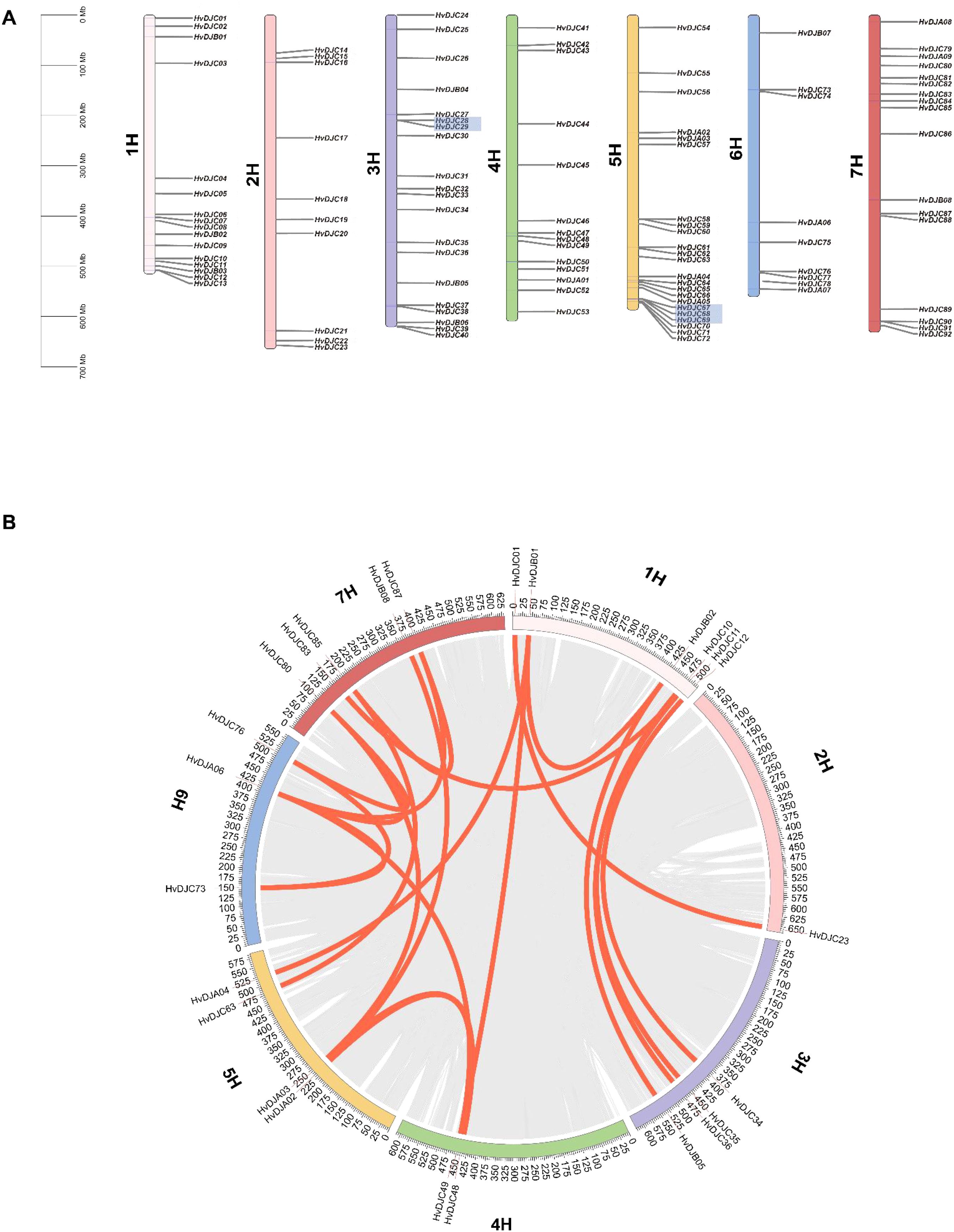 Diagram illustrating genetic relationships in a barley genome. Panel A shows linear representations of chromosomes 1H to 7H, with specific gene markers labeled. Panel B displays a circular plot comparing these chromosomes, highlighting connections with red lines to indicate genetic linkages or shared regions among different chromosomes.