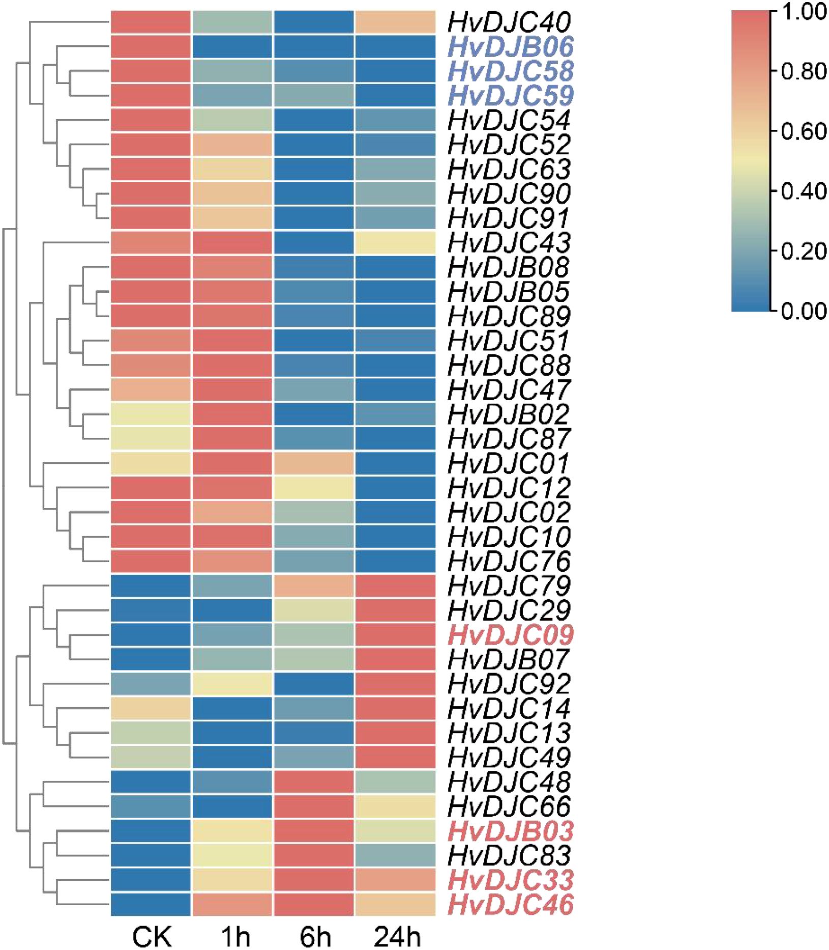 Heatmap displaying the expression levels of various HvDJ genes over time (CK, 1 hour, 6 hours, 24 hours). The colors range from blue to red, indicating low to high expression levels. A dendrogram on the left clusters genes based on expression similarity. A color scale on the right shows expression values from 0.00 to 1.00. Selected genes are highlighted in blue and red, indicating particular emphasis or significance.
