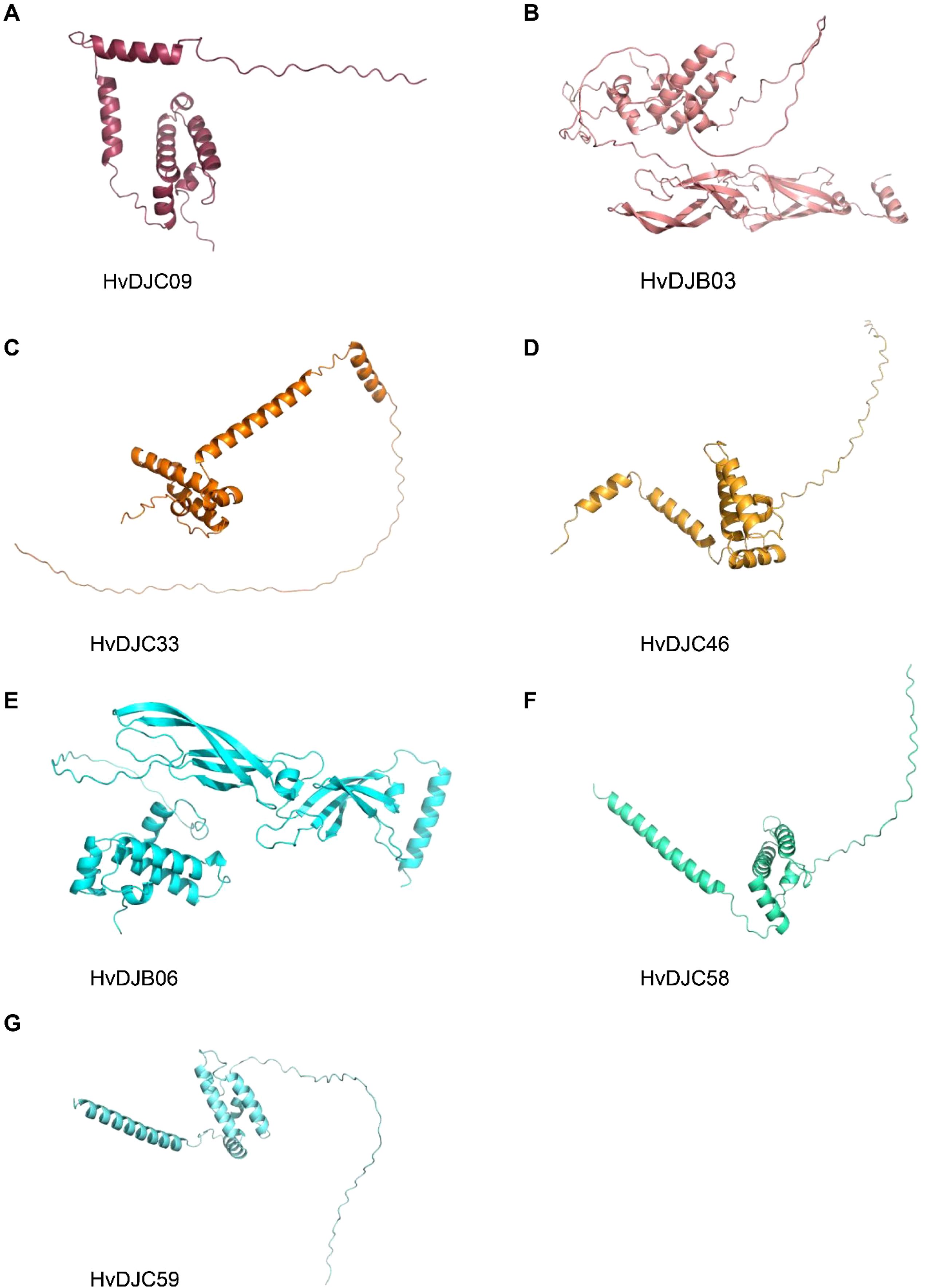 Protein structures labeled with IDs from A to G. A shows HvDJC09, a reddish helix and coil structure. B is HvDJB03, pink with coiled regions. C, HvDJC33, orange with prominent helices. D, HvDJC46, features yellow helices. E, HvDJB06, in cyan, mixes coils and helices. F is HvDJC58, green with distinct helices. G, HvDJC59, light green with spiral regions.