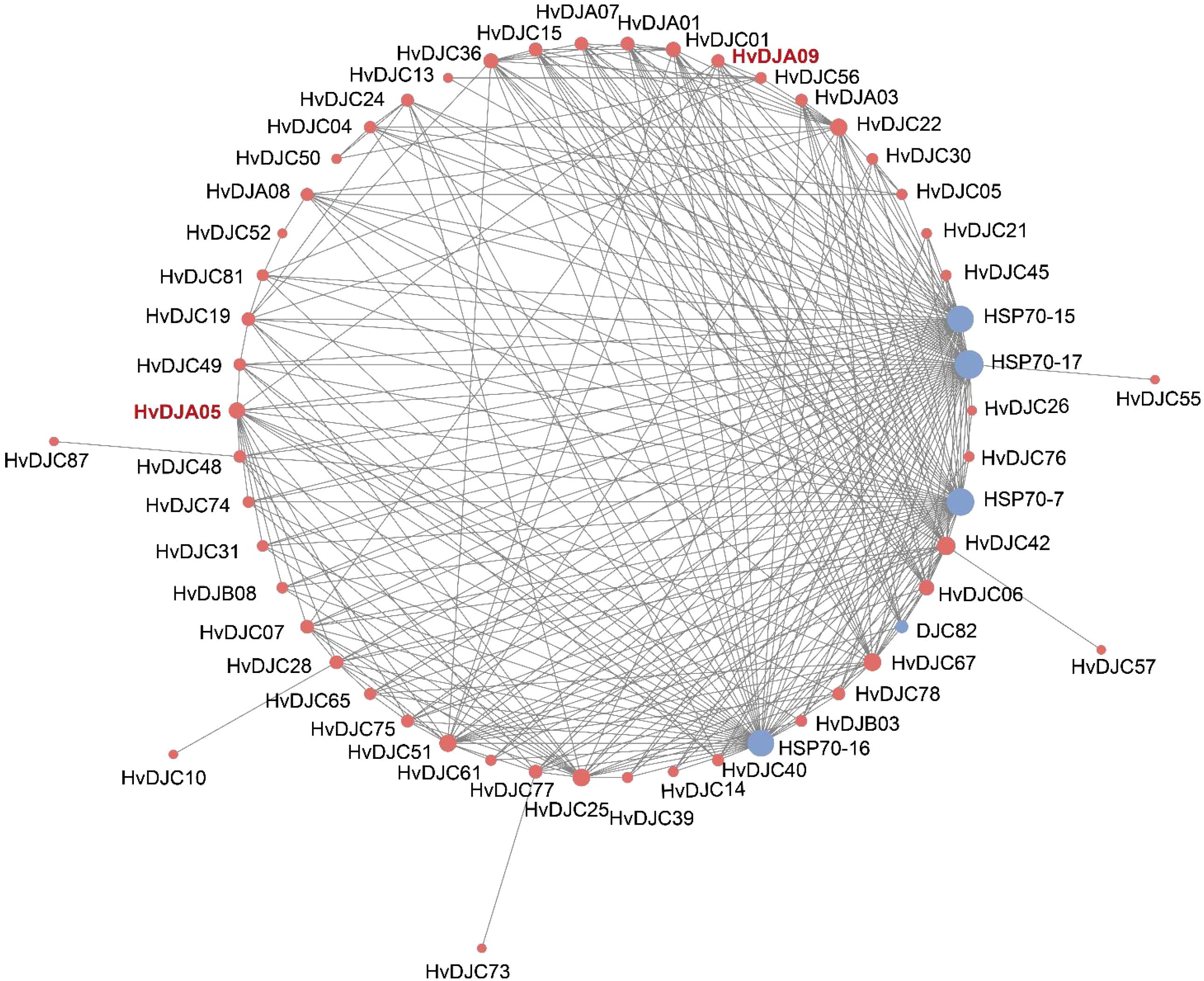 Network diagram showing interactions between various nodes labeled with codes such as HvDJC10, HSP70-17, and HvDJA05. Red and blue dots represent nodes, interconnected by lines, displaying a complex web of relationships. Key nodes include HvDJA05 and HSP70-17.