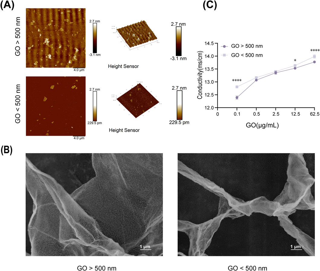 (A) Displays atomic force microscopy images and height sensor data of graphene oxide (GO) sheets. The top images show GO greater than 500 nanometers, while the bottom show GO less than 500 nanometers. (B) Shows scanning electron microscopy images of GO sheets with scales indicating 1 micrometer. (C) Graph plotting conductivity versus GO concentration in micrograms per milliliter for both size groups, showing higher conductivity for GO smaller than 500 nanometers at higher concentrations.