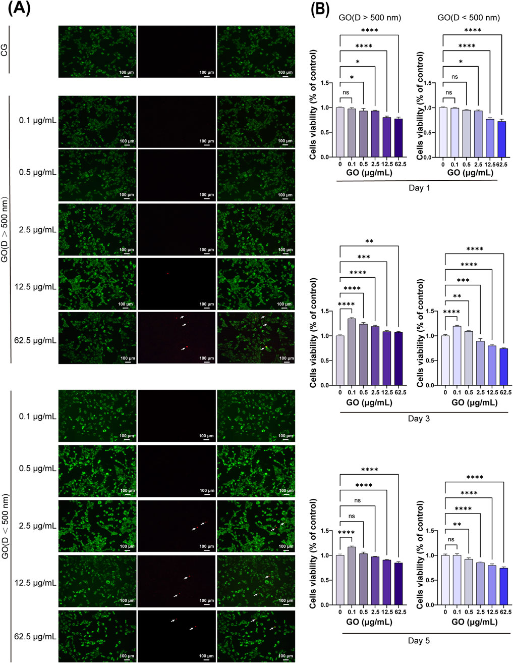 Image (A) shows fluorescence microscopy images of cells treated with various concentrations of graphene oxide (GO) at scales larger and smaller than five hundred nanometers, labeled with calcein AM (green) to assess viability. Image (B) presents bar charts displaying cell viability percentages compared to control across days one, three, and five for GO concentrations ranging from zero point one to sixty-two point five micrograms per milliliter, showing statistical significance with asterisks.