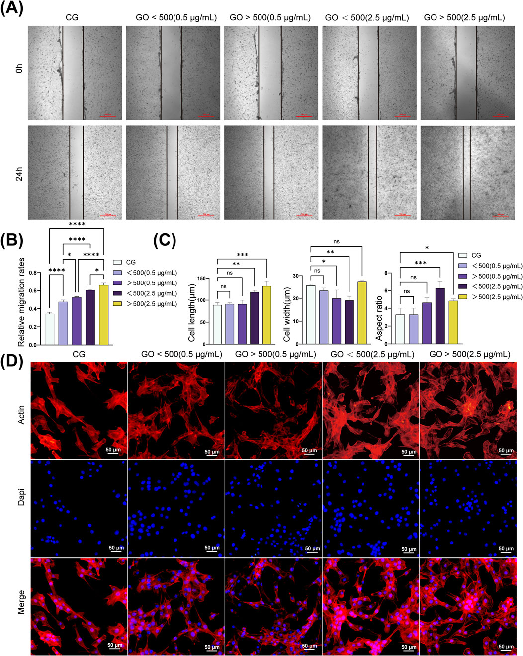Panel A shows wound healing assays at 0 and 24 hours for control, and GO-treated groups, indicating cell migration differences. Panel B displays a bar graph comparing relative migration rates, with significant differences marked by asterisks. Panel C presents cell length, width, and aspect ratio across groups, showing statistical differences. Panel D features fluorescence microscopy images of cells stained for actin in red, nuclei in blue, and merged images, highlighting cytoskeletal differences among groups. Scale bars are 50 micrometers.