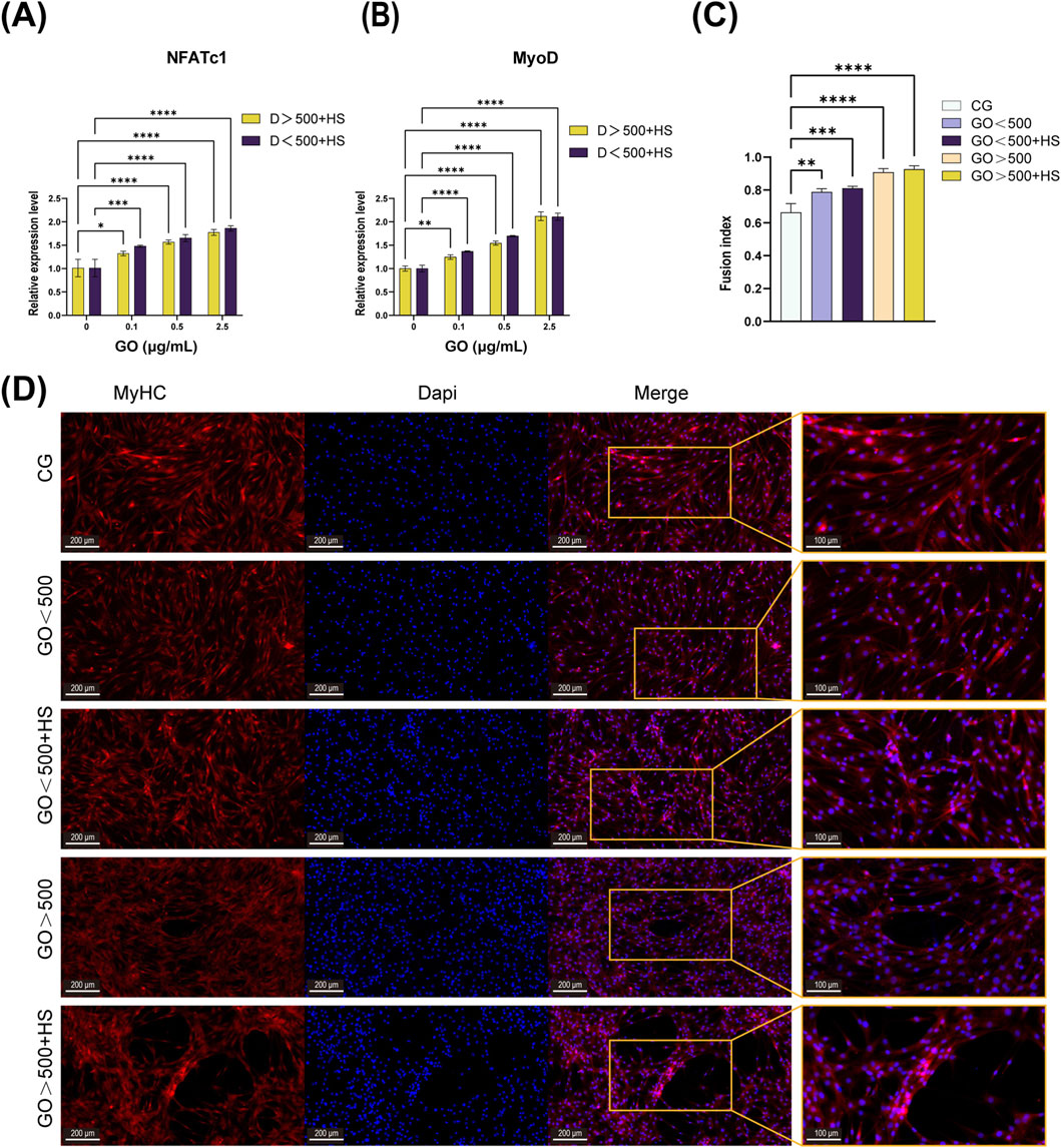 Graphs A, B, and C show changes in gene expression and fusion index with different GO concentrations. High concentrations of GO increase expression in both NFATc1 and MyoD. Image D includes fluorescent microscopy of cells labeled for MyHC and DAPI under different conditions, showing cellular morphology and distribution. Different GO treatments affect cell appearance and arrangement, as highlighted in the merged images.