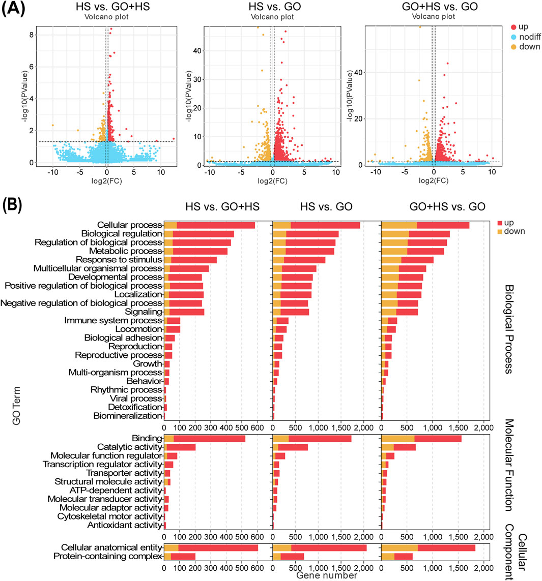 Panel A shows three volcano plots comparing data sets: HS vs. GO+HS, HS vs. GO, and GO+HS vs. GO. Each plot displays log2 fold change versus negative log10 p-value, with red indicating upregulated, blue non-differentially expressed, and orange downregulated points. Panel B presents bar charts for gene ontology (GO) terms categorized by biological process, molecular function, and cellular component across the same comparisons. Bars show the number of upregulated (red) and downregulated (yellow) genes.