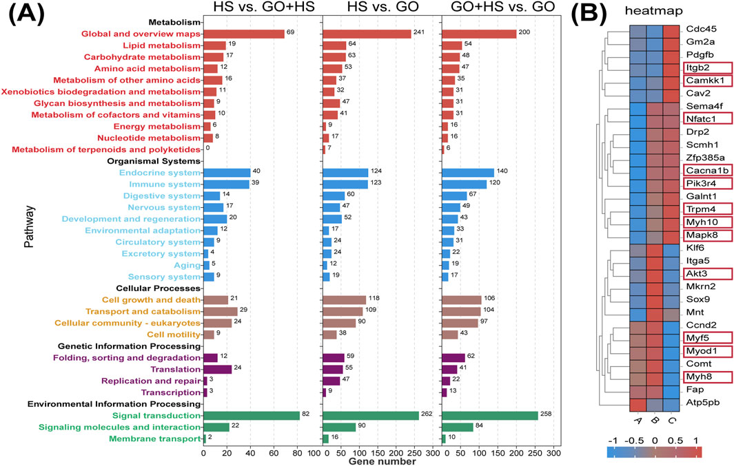 Panel A shows bar charts comparing gene numbers across pathways labeled as metabolism, organismal systems, cellular processes, genetic information processing, and environmental information processing, in three comparisons: HS vs. GO+HS, HS vs. GO, and GO+HS vs. GO. Panel B displays a heatmap with a cluster of genes, color-coded from blue to red, representing expression levels. Some genes are highlighted with red boxes.