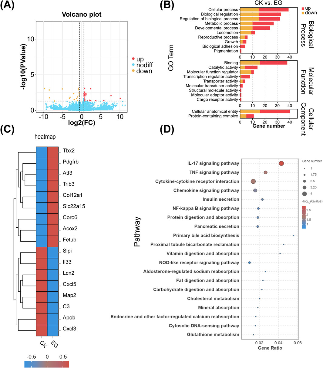 (A) Volcano plot displaying gene expression data with points colored for upregulated, downregulated, and no significant change. (B) Bar chart of Gene Ontology terms categorized by biological process, molecular function, and cellular component, comparing CK vs EG. (C) Heatmap with hierarchical clustering showing gene expression levels, color-coded from blue to red. (D) Dot plot illustrating pathway enrichment analysis, with dot size representing gene number and color indicating -log10 Q-value.