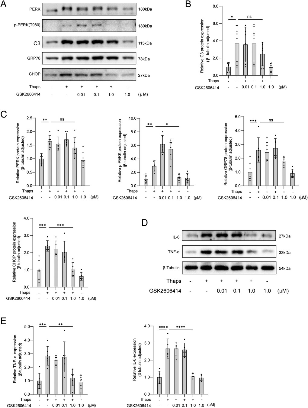 Western blot analysis and bar graphs showing the effects of GSK2606414 on protein expression. Panels A and D display blots for proteins including PERK, p-PERK, C3, GRP78, CHOP, IL-6, TNF-α, and β-Tubulin, with molecular weights indicated. Panels B, C, and E are bar graphs illustrating relative protein expression levels, adjusted for β-Tubulin, under different GSK2606414 concentrations in the presence or absence of Thapsigargin. Statistical significance is noted, with asterisks indicating varying levels of significance: ns (not significant), * p<0.05, ** p<0.01, *** p<0.001, **** p<0.0001.