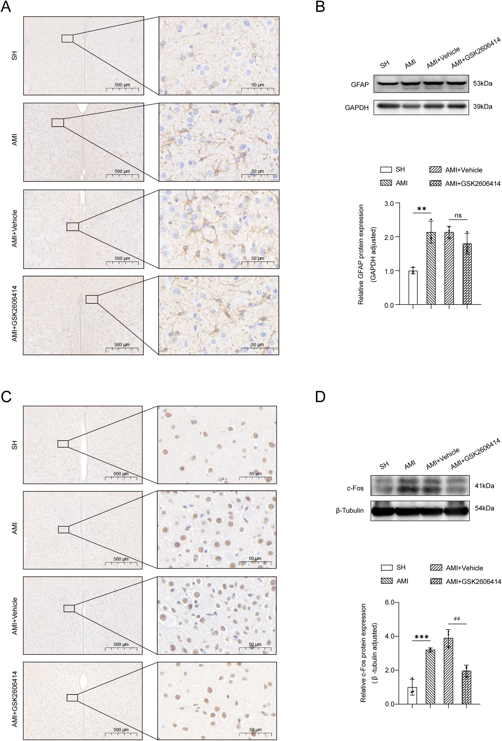 Panel A shows histological sections with immunohistochemistry for GFAP across four conditions: SH, AMI, AMI plus Vehicle, and AMI plus GSK2606414, with magnified views highlighting cell details. Panel B displays a Western blot for GFAP and GAPDH with a bar graph illustrating relative GFAP protein expression, showing significant differences between conditions. Panel C shows similar sections for c-Fos, and Panel D includes a Western blot for c-Fos and beta-Tubulin with a corresponding bar graph. Significant differences are marked with asterisks and hashes.