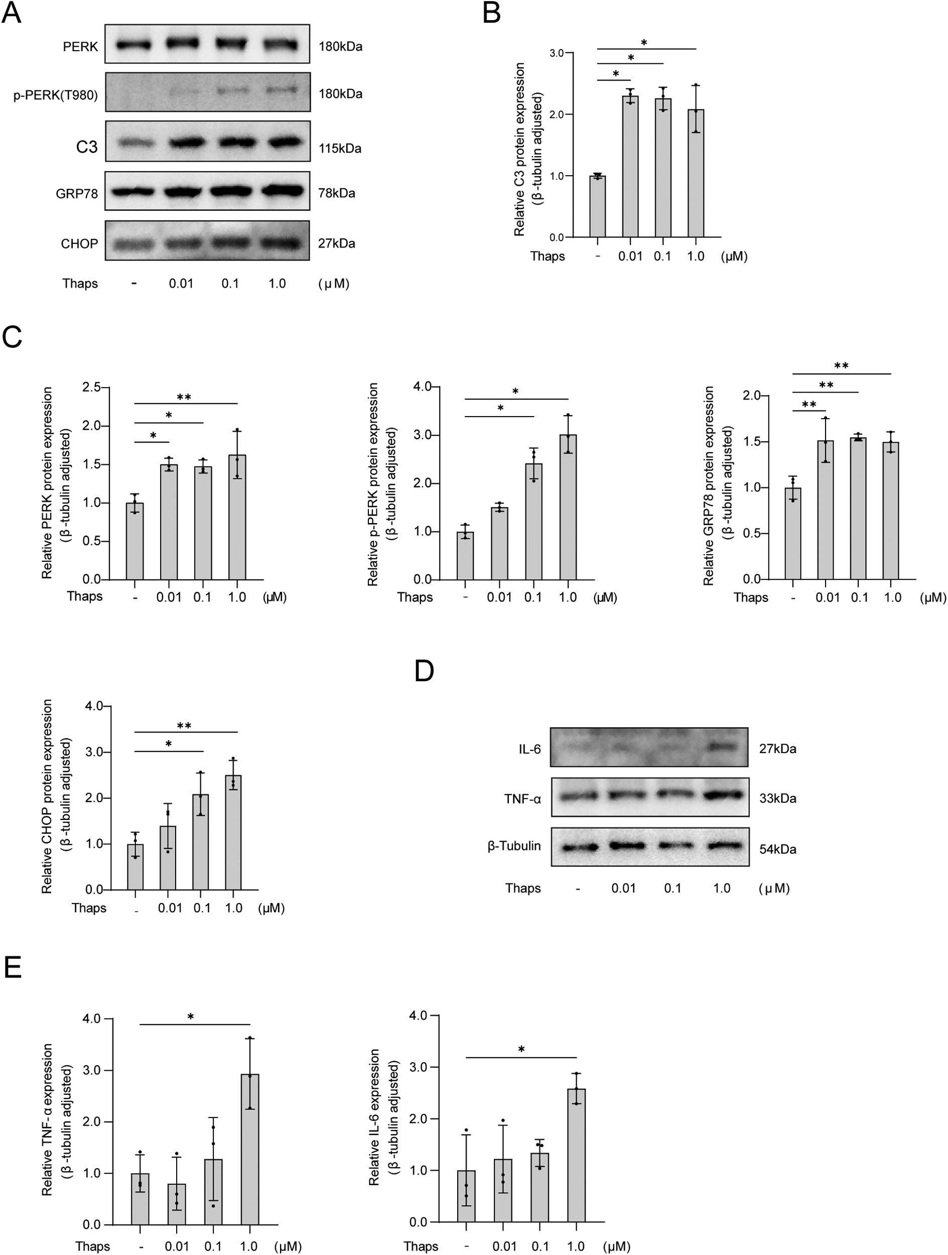 Western blot and bar graph analysis showing protein expression levels related to PERK pathway and cytokines. Panel A shows bands for PERK, p-PERK, C3, GRP78, and CHOP for different Thapsigargin concentrations. Panel B displays relative C3 expression; Panels C and E show bar graphs for PERK, p-PERK, GRP78, CHOP, TNF-α, and IL-6 protein expression, with significant differences marked. Panel D presents bands for IL-6 and TNF-α. Error bars indicate variability.