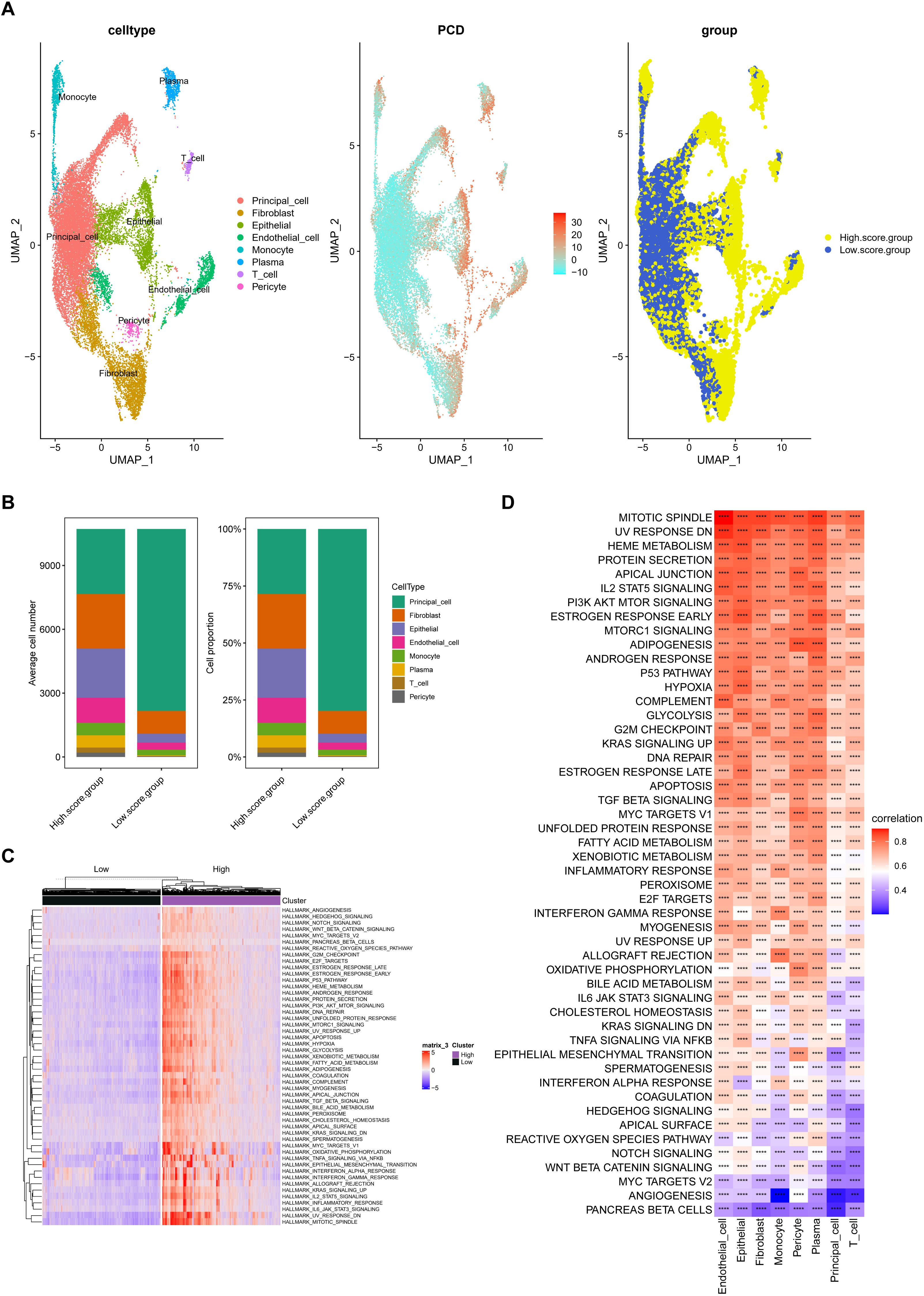 A set of four panels is displayed. Panel A shows UMAP plots with cell clusters labeled by cell type, PCD, and group. Panel B contains bar charts indicating average cell number and proportion across different groups. Panel C features a heatmap of gene expression across clusters, with a color gradient from low to high. Panel D presents a heatmap of pathways with correlation values, where color intensity represents different correlation strengths.