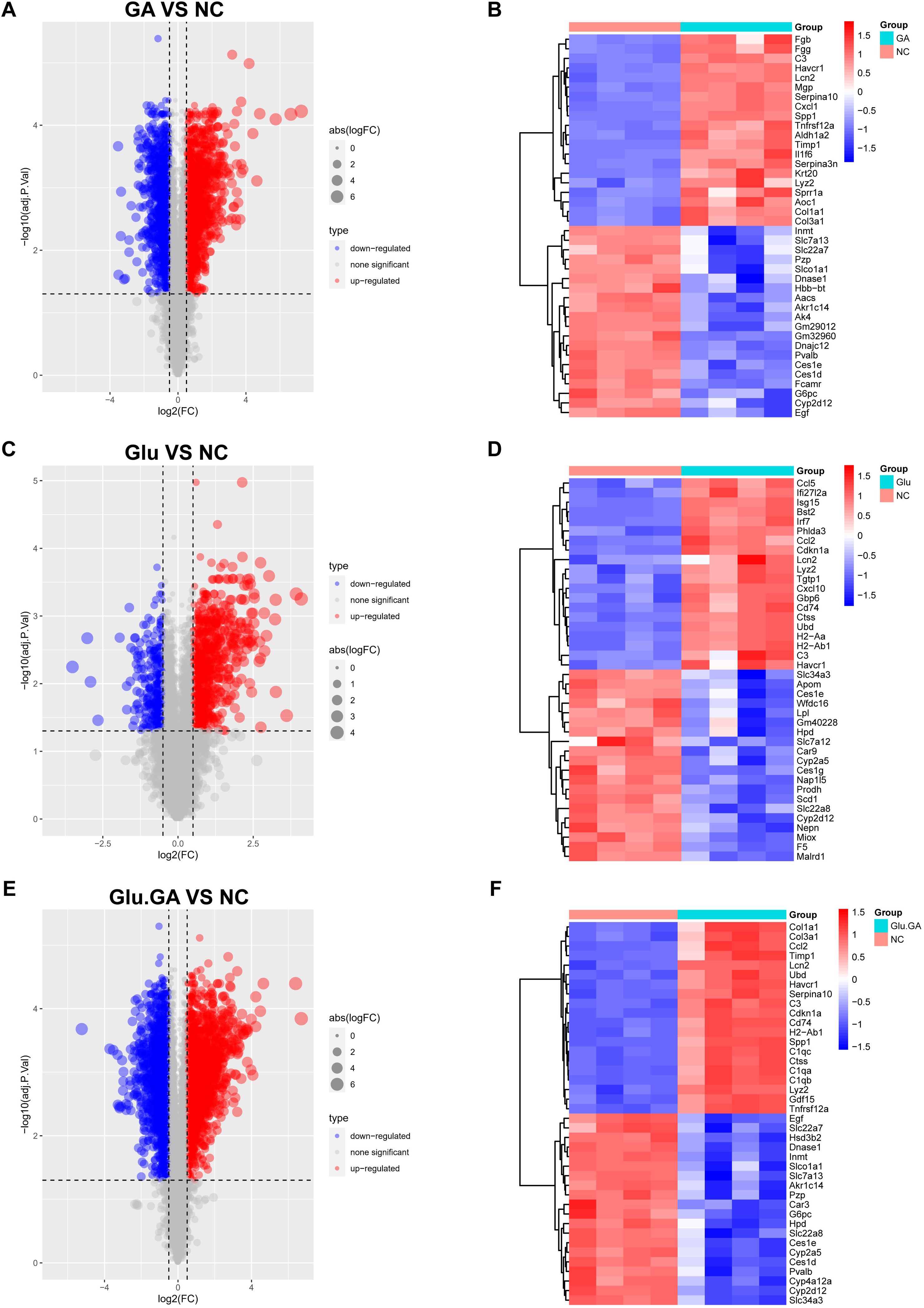 Three sets of data visualizations are shown. The left column (A, C, E) displays volcano plots comparing different groups: GA vs NC, Glu vs NC, and Glu.GA vs NC. Points indicate gene expression changes, with blue for down-regulated, gray for non-significant, and red for up-regulated genes. The right column (B, D, F) presents corresponding heatmaps showing gene expression levels in the same comparisons, with color gradients from blue (low expression) to red (high expression). Each heatmap includes dendrograms for hierarchical clustering and labels to indicate group comparisons.