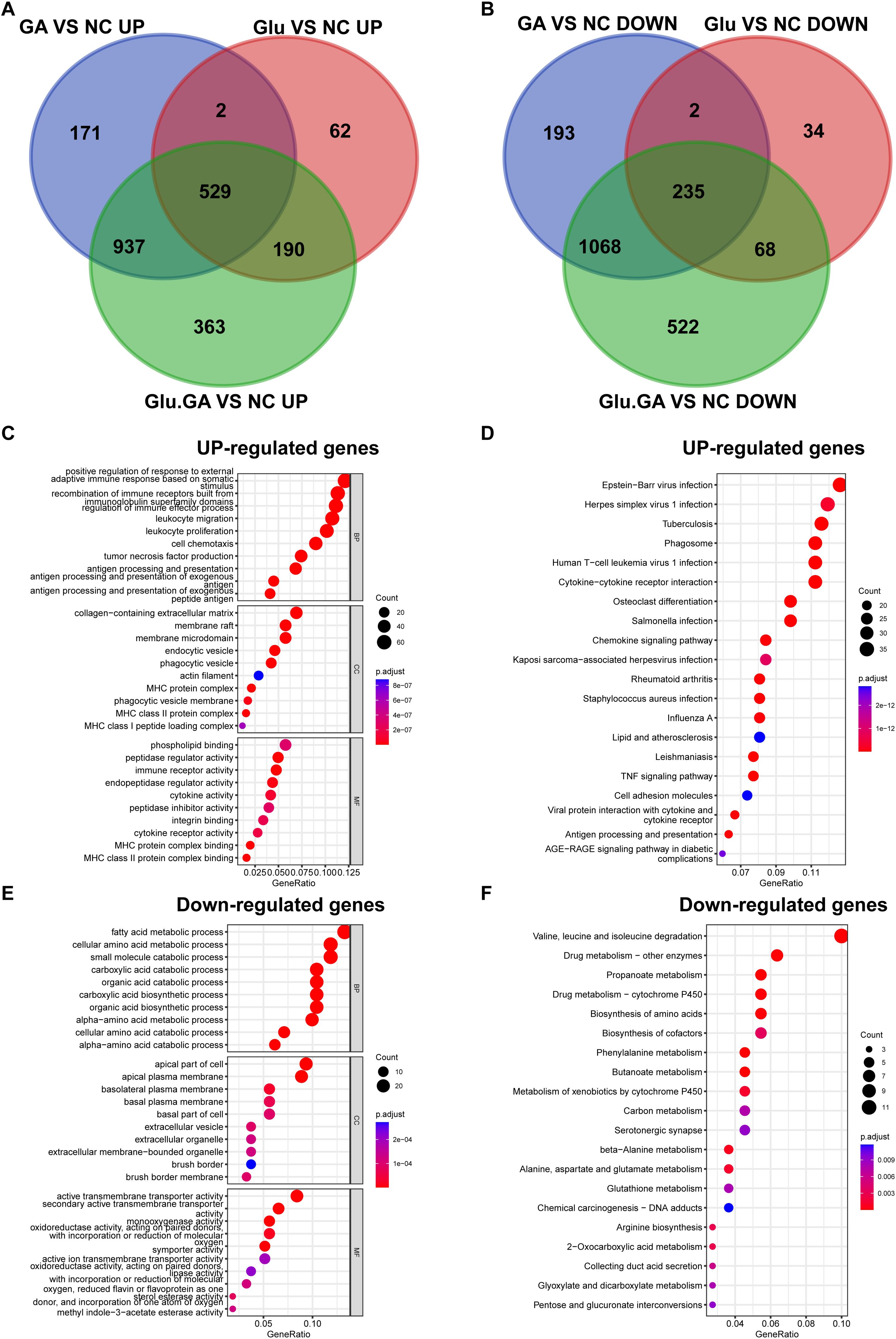 Two Venn diagrams and four dot plots compare gene regulation across different conditions. Venn diagrams (A and B) show overlaps of up-regulated and down-regulated genes, respectively. Dot plots (C and E) depict biological processes of up-regulated and down-regulated genes, with dot size indicating gene count and color representing adjusted p-values. Dot plots (D and F) illustrate pathways of up-regulated and down-regulated genes, respectively, following the same coding for dot size and color.