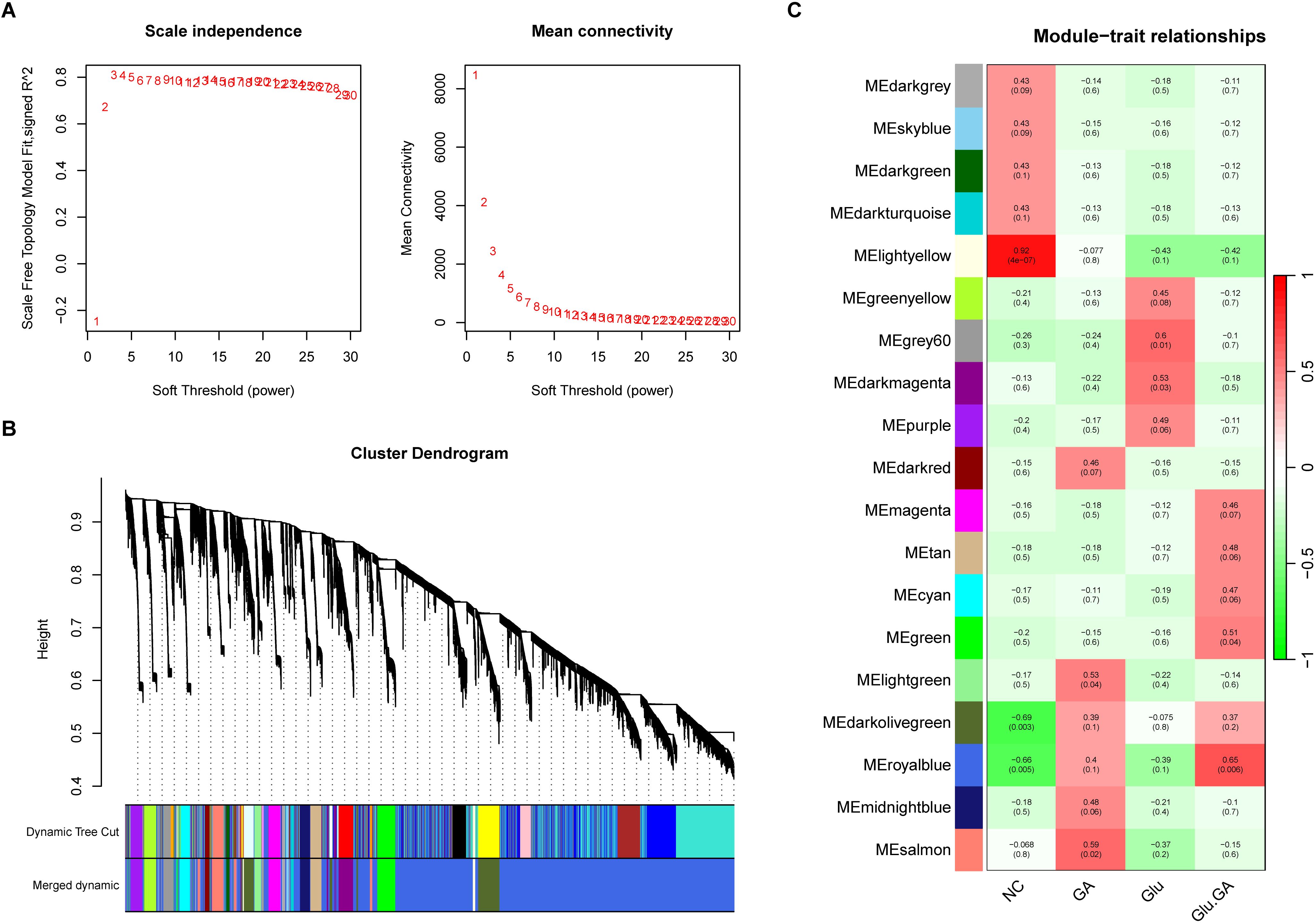Composite image containing three panels: A) Two line graphs showing scale independence and mean connectivity as functions of soft threshold power, with axes labeled and data points marked. B) A cluster dendrogram displaying hierarchical clustering results, with color-coded modules below. C) A heatmap illustrating module-trait relationships with various color-coded cell values, showing the correlation between modules (listed on the left) and traits (NC, GA, Glu, Glu-GA). A red-green color scale indicates the strength of correlations.