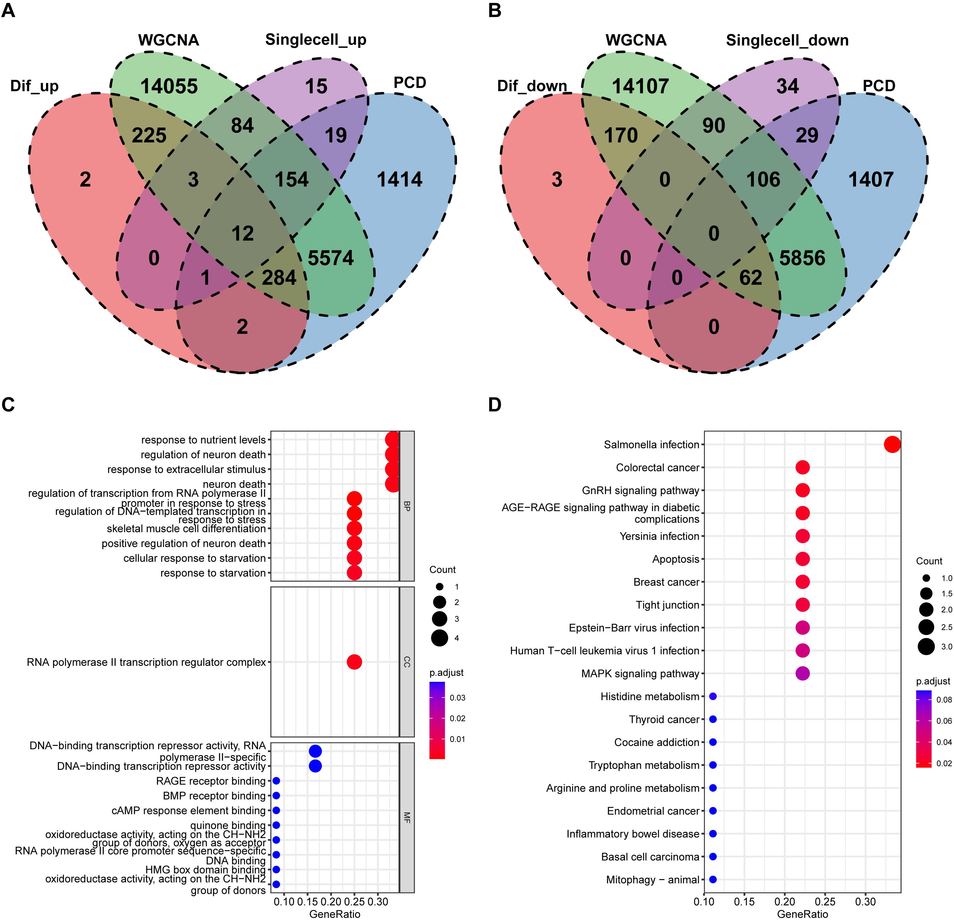 Venn diagrams labeled A and B compare gene overlap among categories: WGCNA, Singlecell_up/down, Dif_up/down, and PCD. Diagrams show numeric data for shared genes. Bar charts C and D display GeneRatio analysis with dot plots, highlighting biological processes and pathways like nutrient response, neuron death, and various infections. Color gradients indicate statistical significance, with larger dots representing higher gene counts.