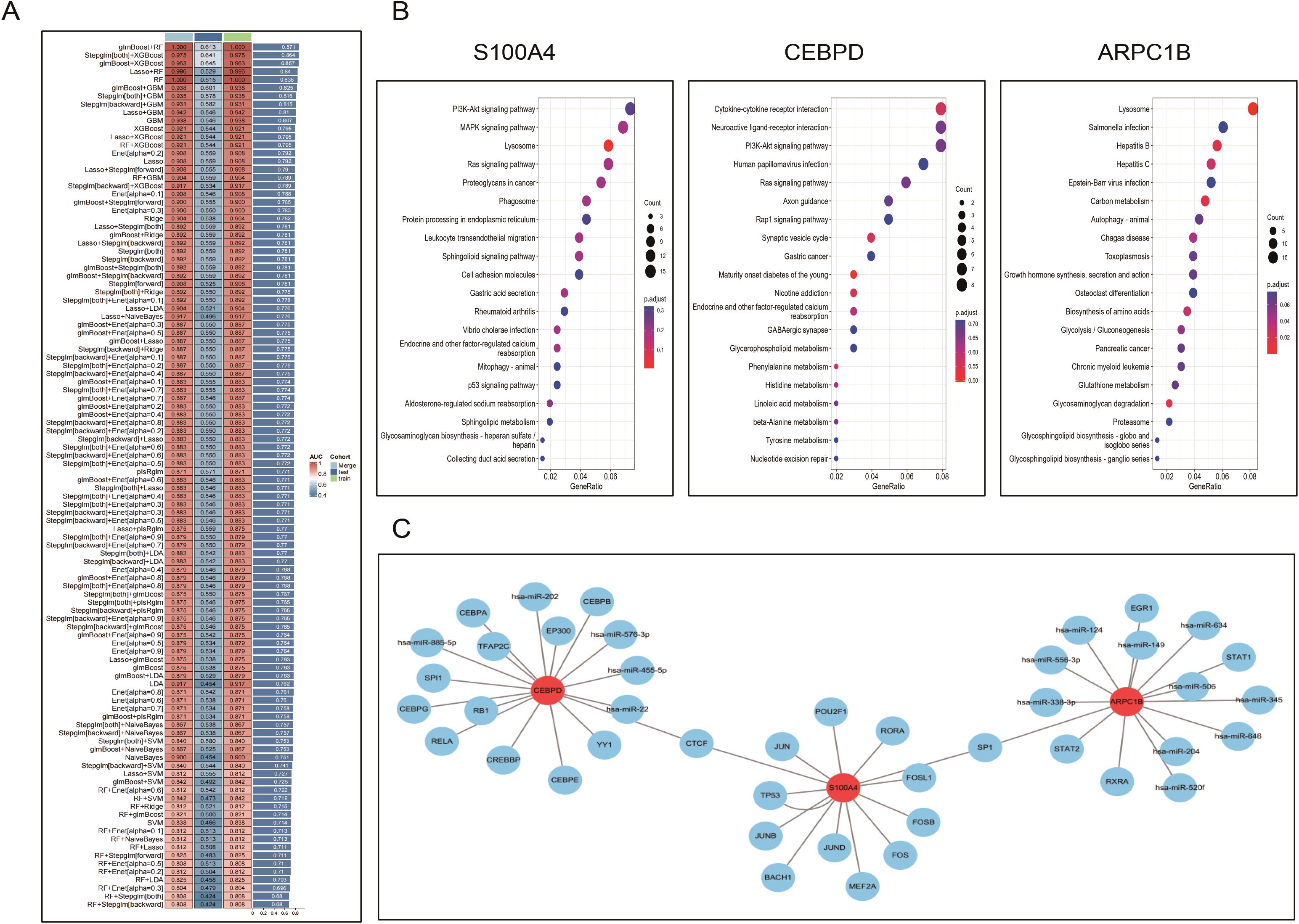 Three graphics are shown: A) A heatmap displaying AUC values across different methods and datasets, color-coded from red to blue. B) Three dot plots for genes S100A4, CEBPD, and ARPC1B indicating gene pathways with counts, gene ratios, and p-adjust values represented by circle size and color. C) A network diagram illustrating the interactions of genes with S100A4, CEBPD, and ARPC1B at the center, connected to various nodes labeled with gene names and identifiers.