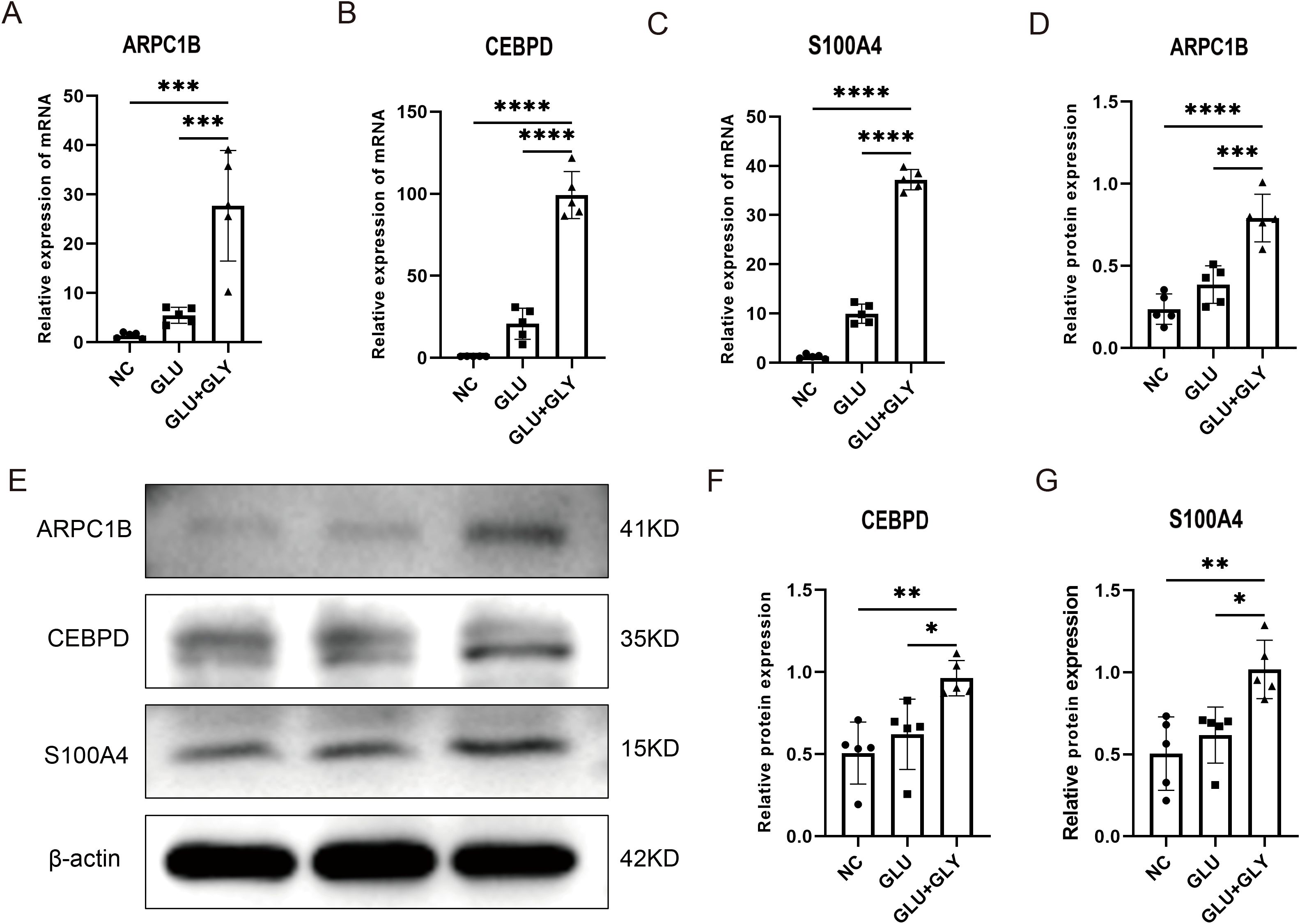 Bar charts and a Western blot image show the expression levels of ARPC1B, CEBPD, and S100A4 in different conditions: NC (negative control), GLU (glutamate), and GLU+GLY (glutamate plus glycine). Graphs A, B, and C display mRNA expression, while D, F, and G show protein expression levels. Image E contains Western blots corresponding to each protein, with β-actin as a loading control. Asterisks indicate statistical significance levels.