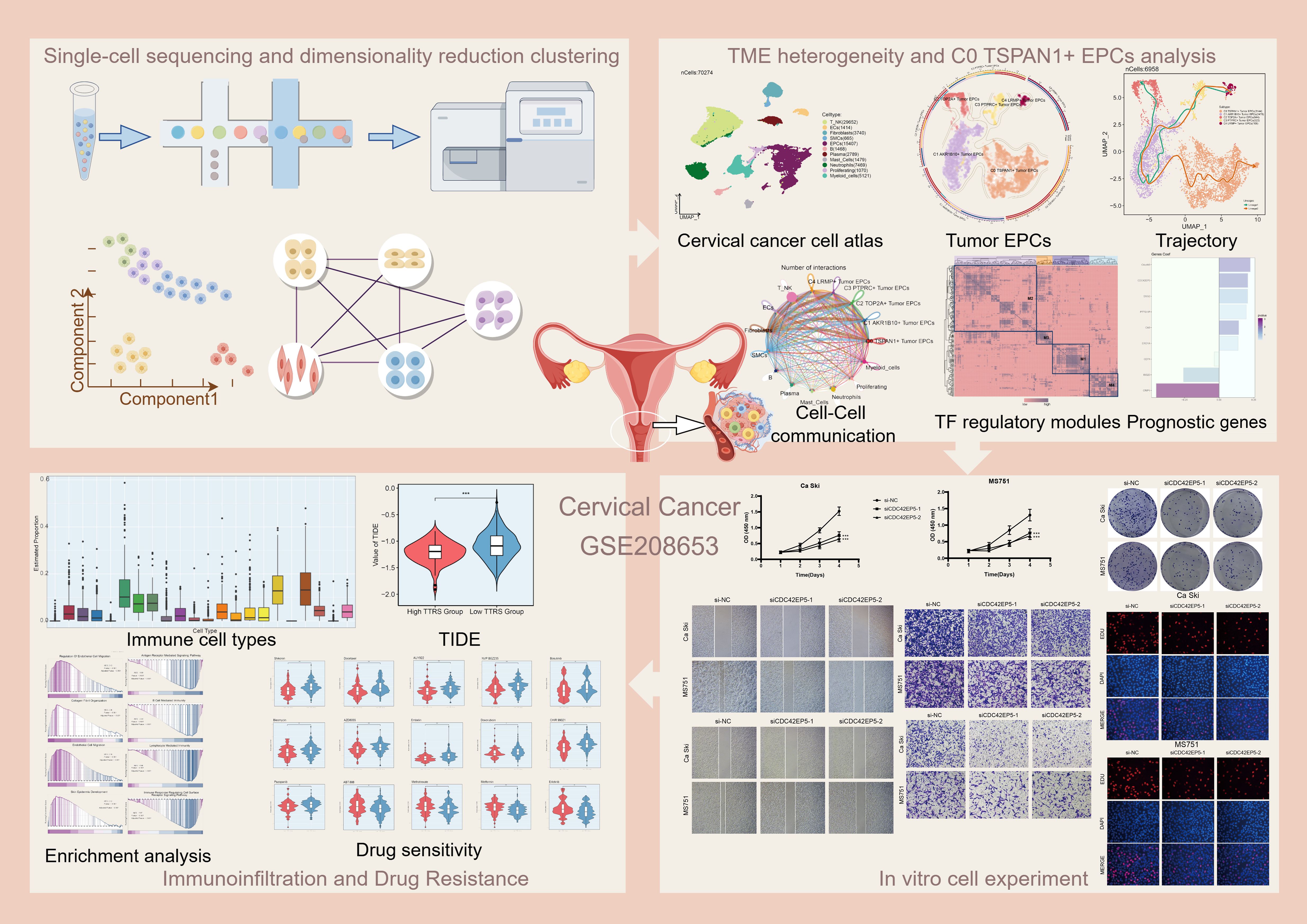 Diagram illustrating cervical cancer research using single-cell sequencing. It includes dimension reduction clustering, tumor EPCs analysis, cell-cell communication, TF regulatory modules, immune cell types, drug sensitivity, and in vitro experiments. The title reads “Cervical Cancer GSE208653.” Various charts, graphs, and images depict data analysis and experimental results.