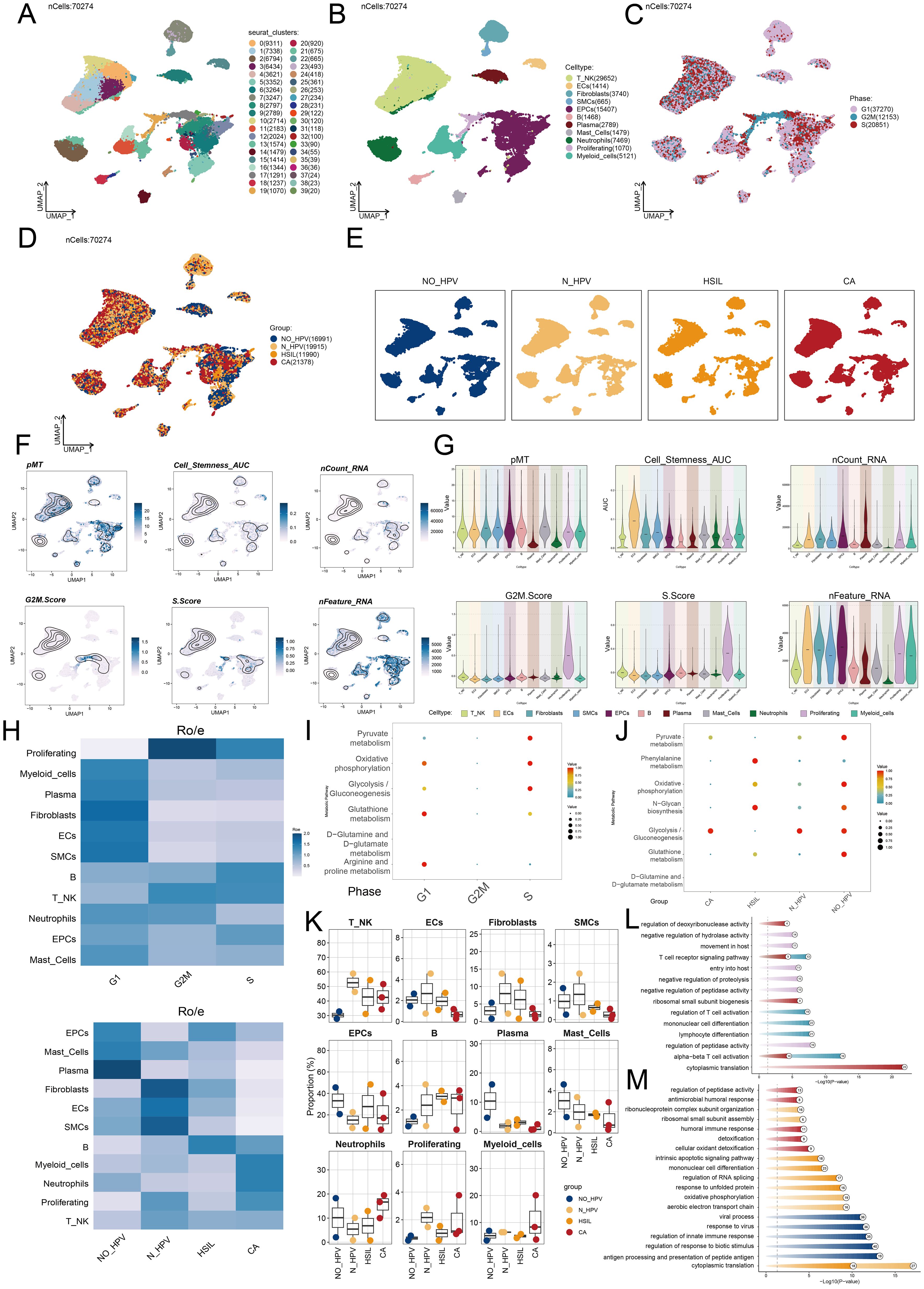 A collection of scientific visualizations depicting cellular data analysis. Panels labeled A to M show various data types, including UMAP plots clustering cells by different parameters, violin plots illustrating distributions, heatmaps displaying expression levels, and dot plots analyzing metabolic pathways and cell phases. Box plots in panel K compare different cell groups across conditions, while colored bar charts in panels L and M indicate regulation activities. Each panel presents a distinct aspect of the dataset to convey complex biological insights.