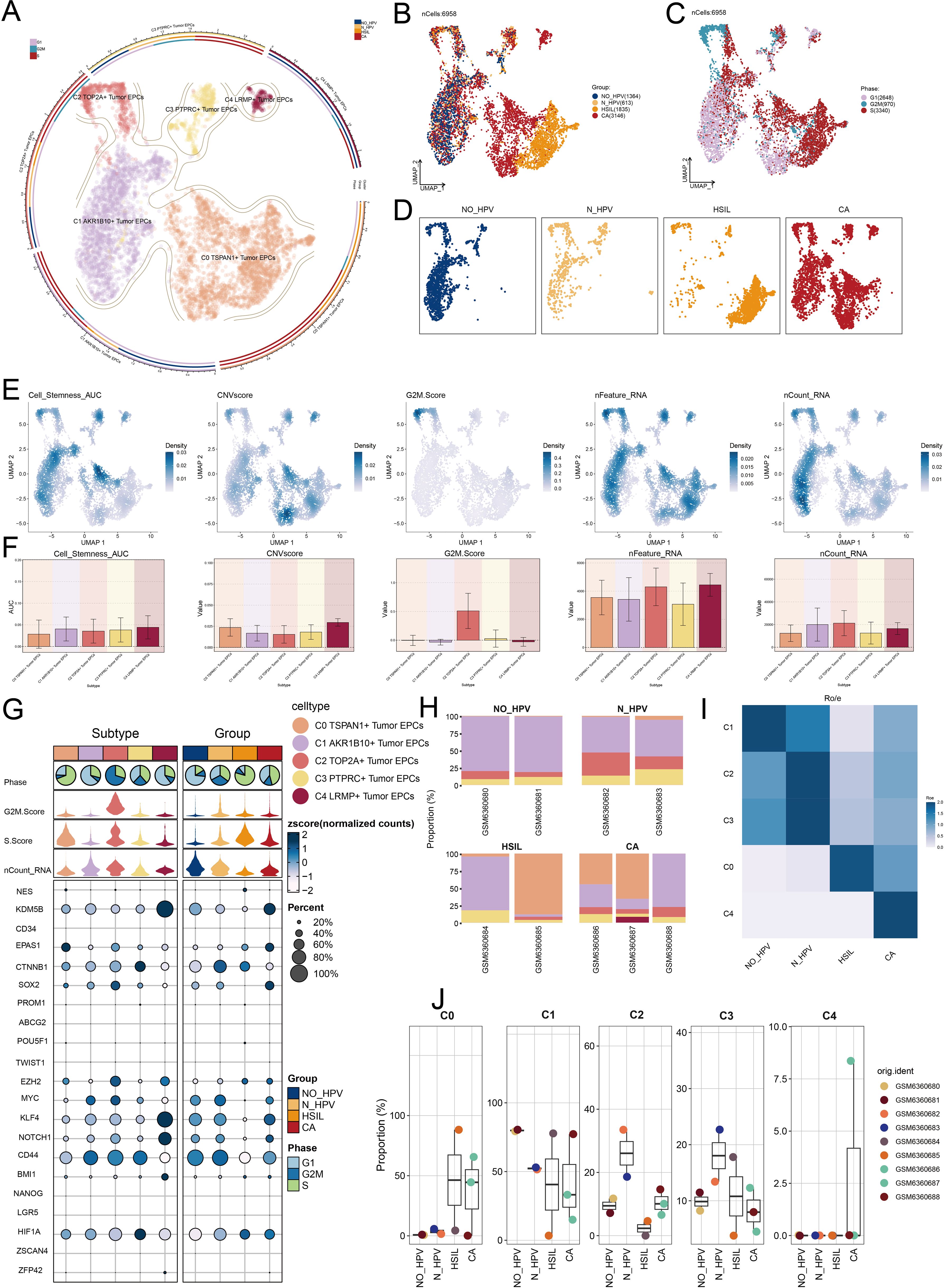 Composite image showcasing various data visualizations related to cellular analysis. It includes circular dendrograms, UMAP clustering plots, density plots, bar graphs, violin plots, bubble charts, stacked bar charts, a heatmap, and box plots. Each section presents detailed cluster information labeled with different phases, scores, and cell types. Data is categorized under conditions such as NO_HPV, N_HPV, HSIL, and CA. The charts are color-coded to distinguish between subtypes and groups, focusing on tumor epithelial progenitor cells and their characteristics.