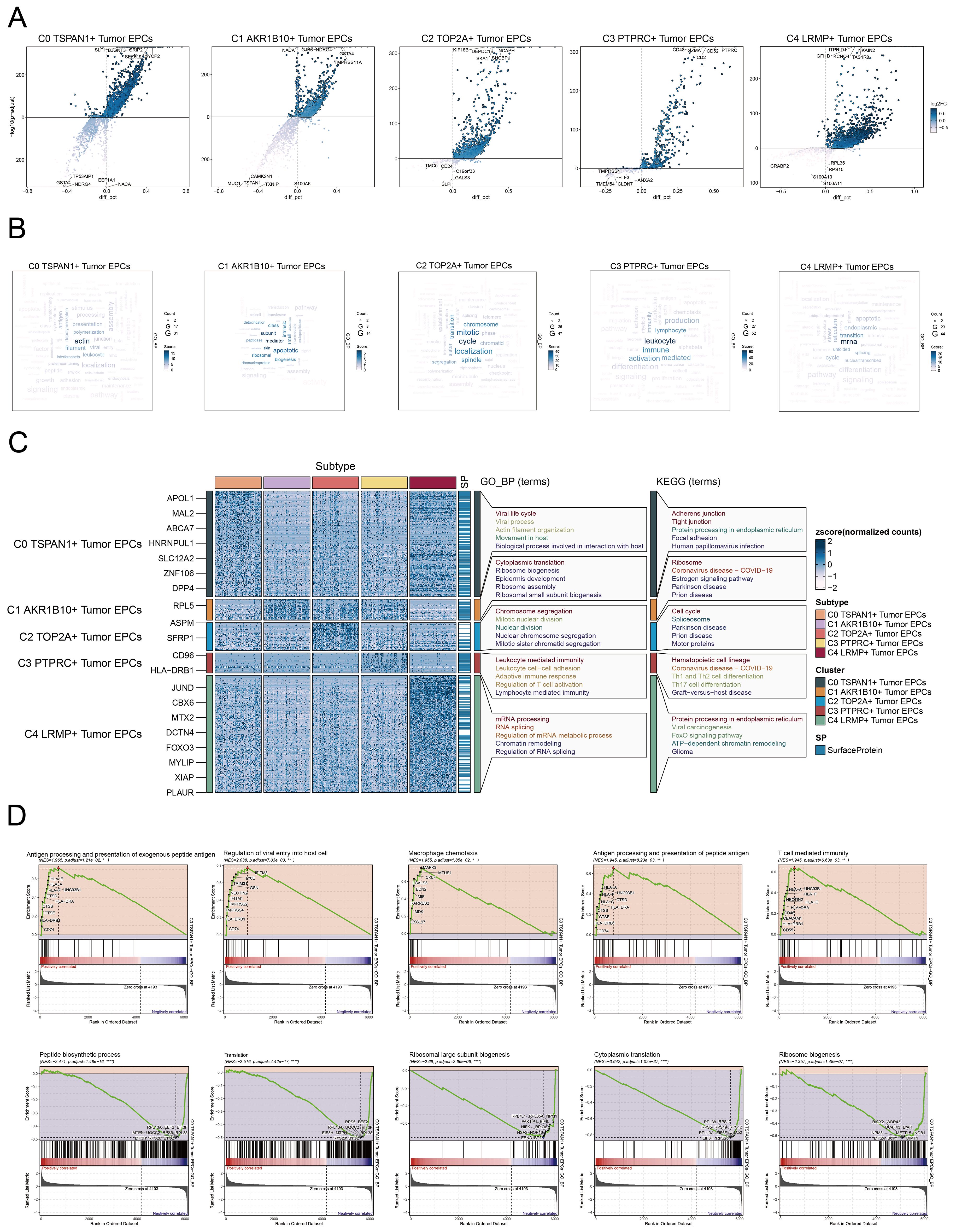 A: Scatter plots displaying expression levels of different tumor EPC subtypes with significant gene markers. B: Word clouds indicating prominent gene ontology terms for each EPC subtype. C: Heatmap showing gene expression patterns across subtypes with associated biological processes and KEGG pathways. D: Enrichment plots illustrating gene set enrichment analysis for various biological processes across EPC subtypes.