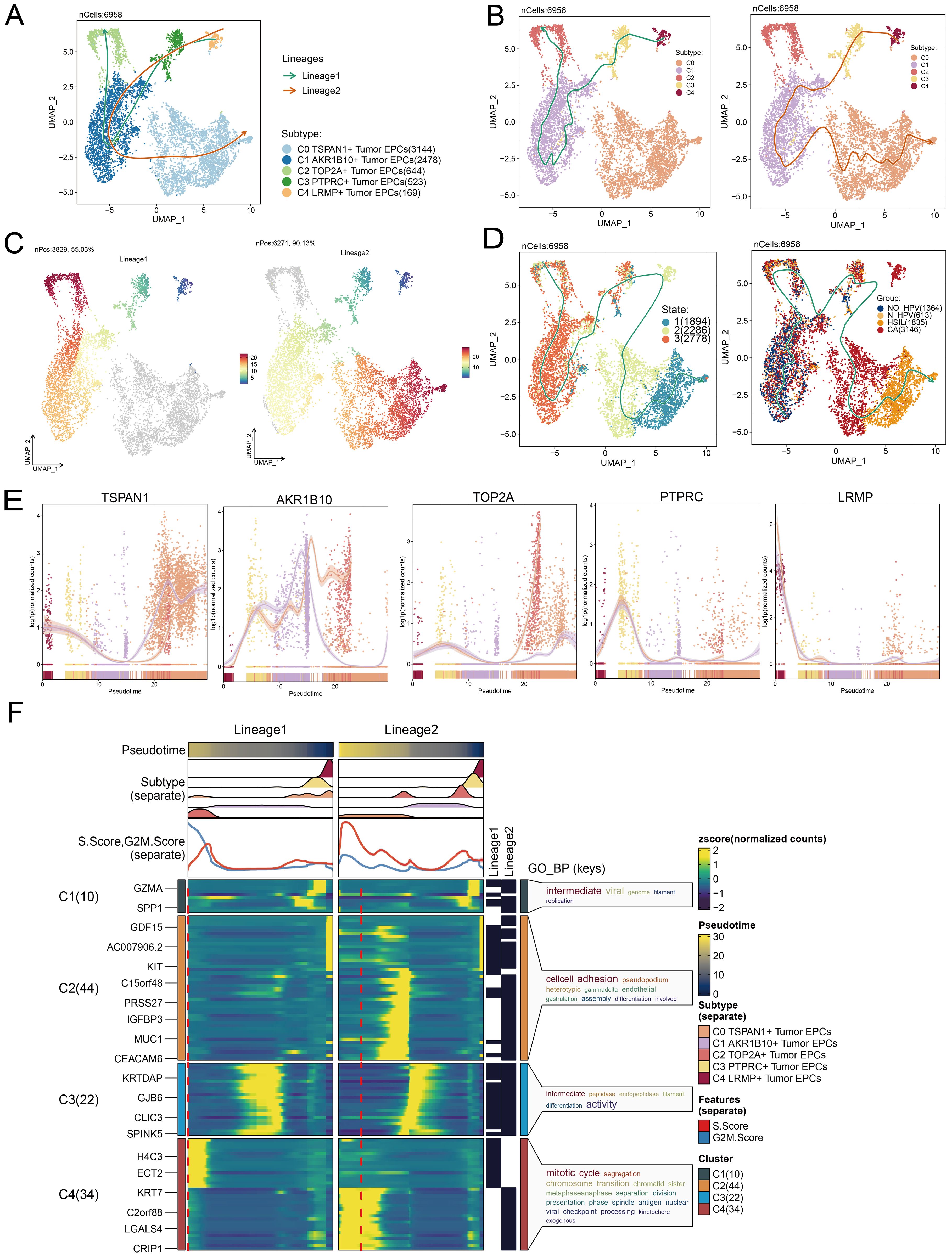 The image presents a detailed analysis of cellular lineages using UMAP plots and heatmaps. Panels A to D show UMAP plots with distinct lineages and subtypes identified using color coding. Panel E features pseudotime trajectories for different genes, highlighting trends in TSPAN1, AKR1B10, TOP2A, PTPRC, and LRMP expression. Panel F includes heatmaps illustrating gene expression patterns across Lineage 1 and Lineage 2, with annotations for pseudotime, subtypes, scores, and gene ontology biological processes. Color legends and arrows clarify relationships and transitions between cellular states.