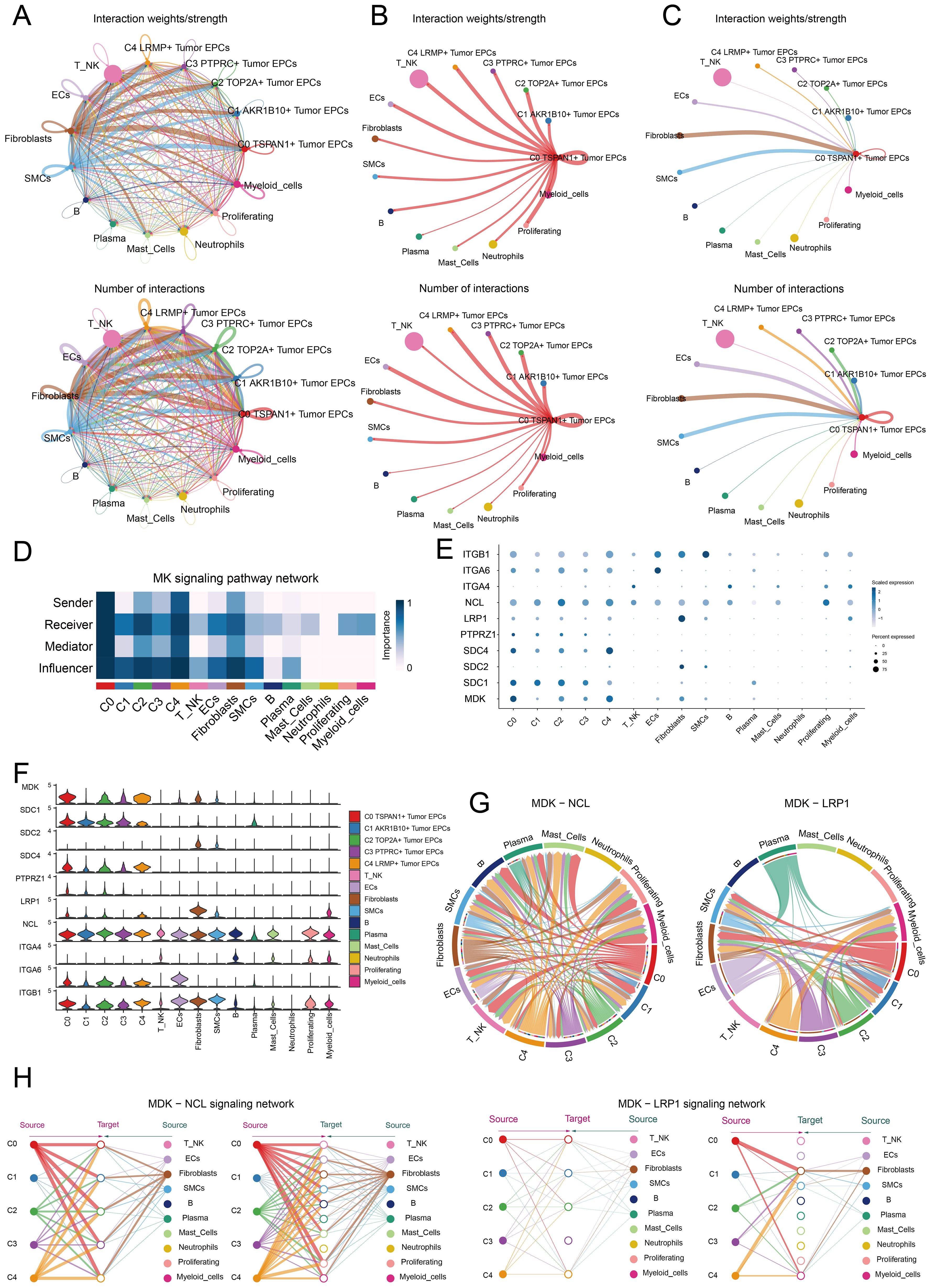 A series of data visualizations showing interaction networks and signaling pathways in a biological context. Panels A, B, and C depict circular interaction diagrams highlighting interaction weights and the number of interactions among cell types. Panels D and E present heatmaps and bubble plots of MK signaling pathways, indicating importance and gene expression levels. Panel F features violin plots for gene expression across different cell types. Panel G contains circular diagrams illustrating MDK-NCL and MDK-LRP1 interactions. Panel H shows signaling network diagrams with labeled source and target cell types, emphasizing connections and pathways.