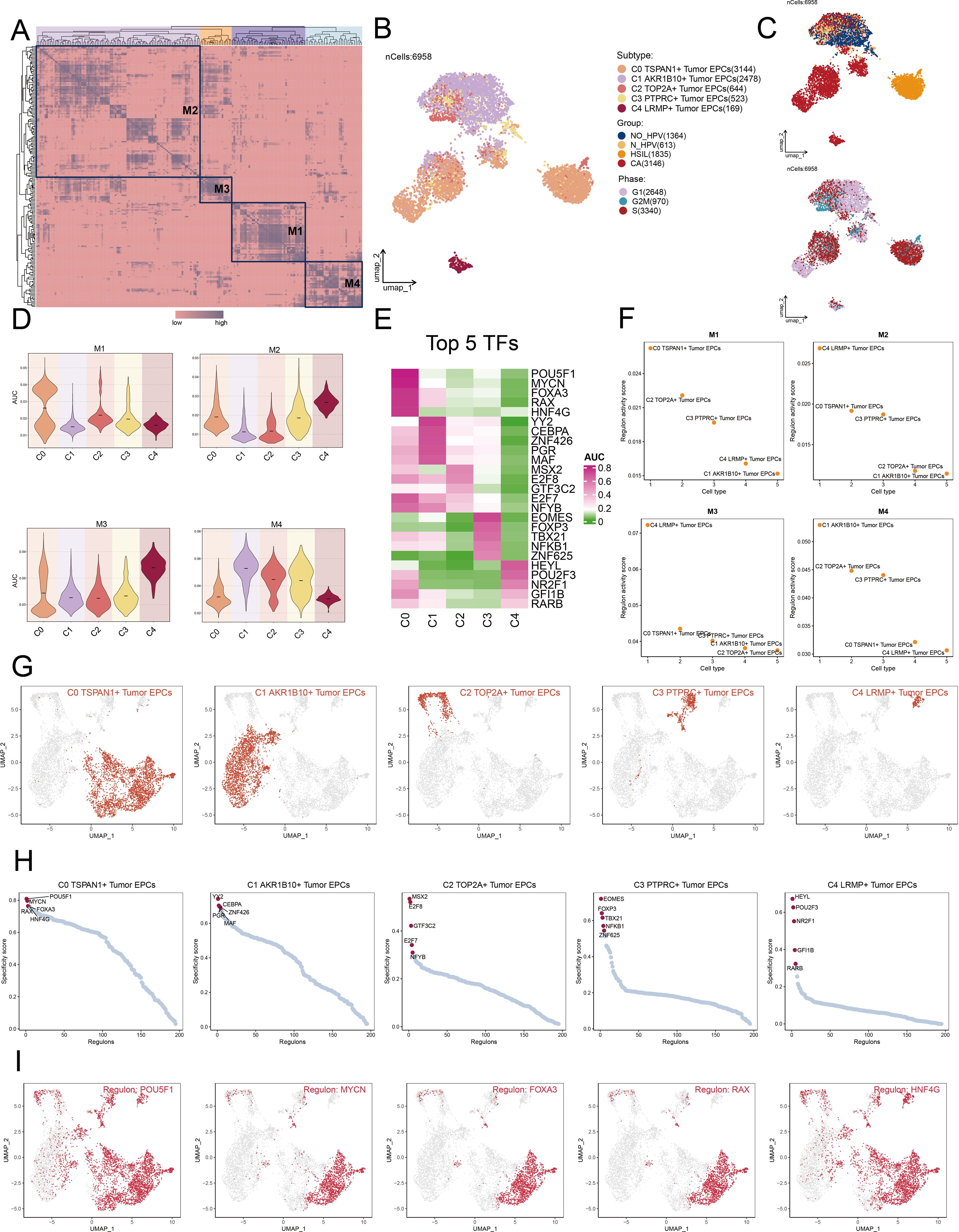 Composite image showing various data visualizations related to cellular analysis. Panel A is a heatmap with clustering; B and C are UMAP plots showing cell distribution; D features violin plots for expression data; E is a heatmap displaying transcription factors; F has scatter plots for different conditions; G consists of additional UMAP plots highlighting specific groups; H and I include more UMAP plots and graphs related to regulatory analysis. Legends and color codes indicate specific subtypes, groups, and phases across panels.