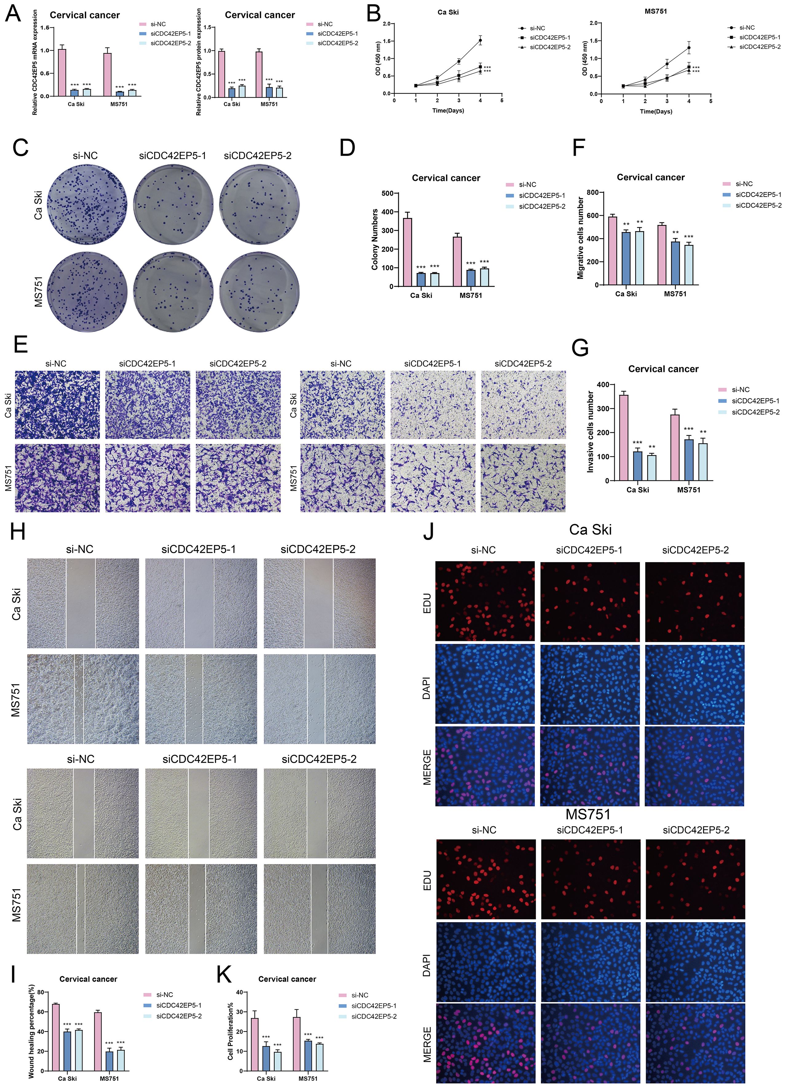 Multiple scientific graphs and images analyze the effects of siRNA targeting CDC42EP5 on cervical cancer cell lines Ca Ski and MS751. Panels A and D show bar graphs comparing gene expression and colony numbers. Panel B presents line graphs depicting cell growth over time. Panel C displays colony formation images. Panel E illustrates migration assays, while panel F’s bar graph details migration results. Panel G and bar graphs in I and K focus on invasion and wound healing assays. Panel H shows wound healing images, and J features proliferative activity via EDU/DAPI staining. Statistical significance is indicated by asterisks.