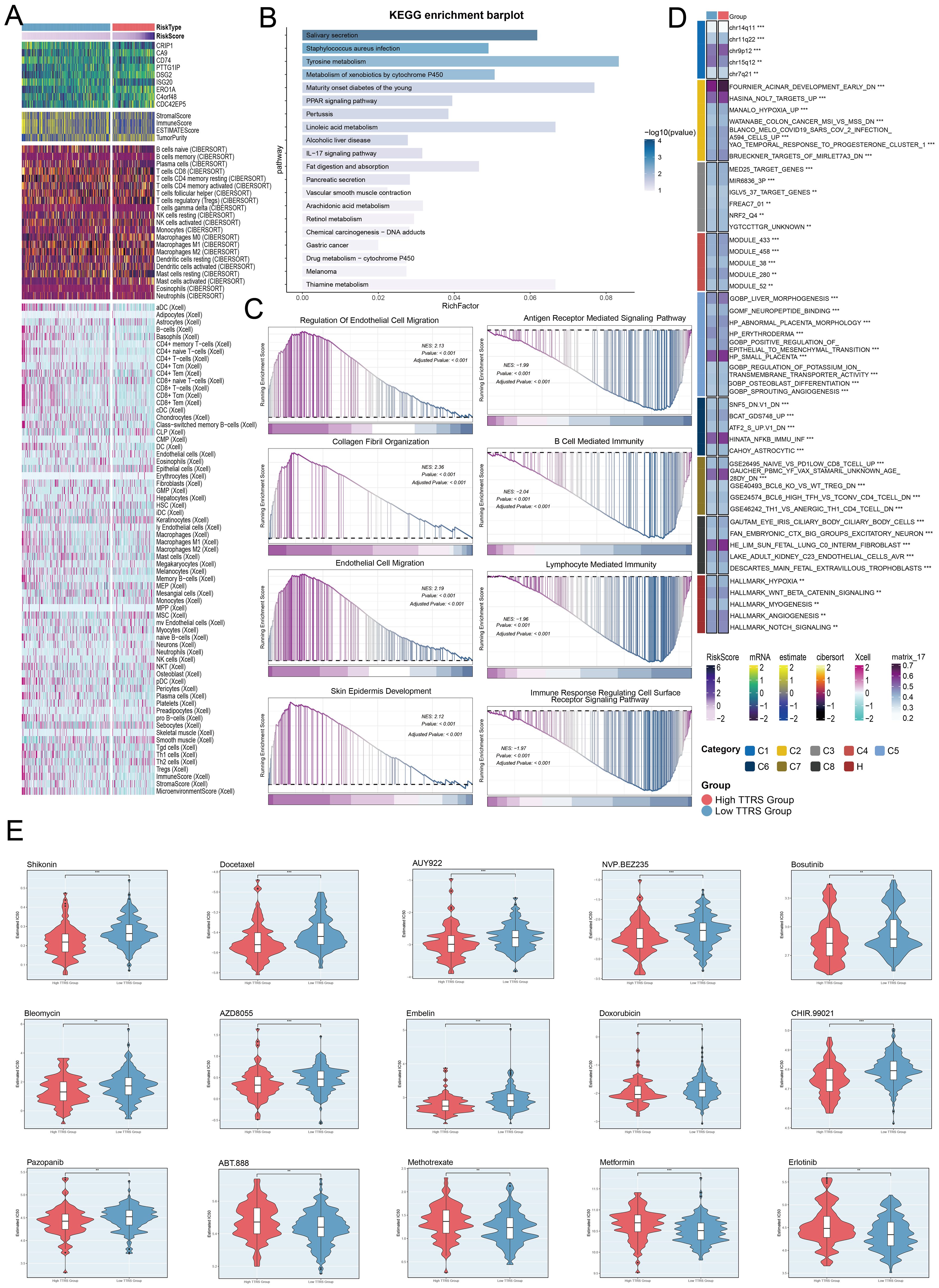 Heatmap and bar plots analyzing gene expression and KEGG enrichment. Panel A shows a heatmap of gene expression across various cell types. Panel B features a KEGG enrichment bar plot highlighting pathways like salivary secretion and microbial metabolism. Panel C presents enrichment plots for processes such as endothelial cell migration and B cell mediated immunity. Panel D shows a clustered heatmap of scores for different gene sets. Panel E displays violin plots comparing drug sensitivity in high versus low TTRS groups, including drugs like Shikonin and Doxetaxel.