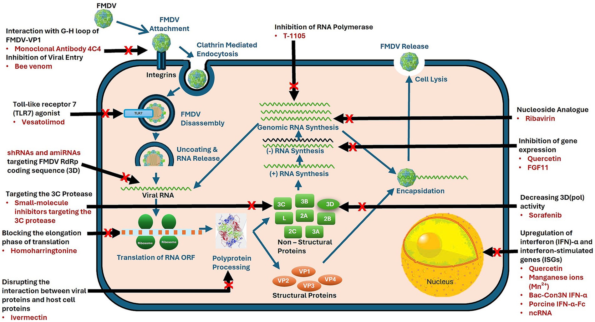 Diagram showing the foot-and-mouth disease virus (FMDV) replication cycle and potential antiviral targets. Key steps include viral entry, uncoating, RNA synthesis, protein translation, and virus release. Potential inhibitors are indicated at each step, such as monoclonal antibodies, bee venom, ribavirin, quercetin, and ivermectin. Red crosses indicate specific intervention points by antiviral agents.