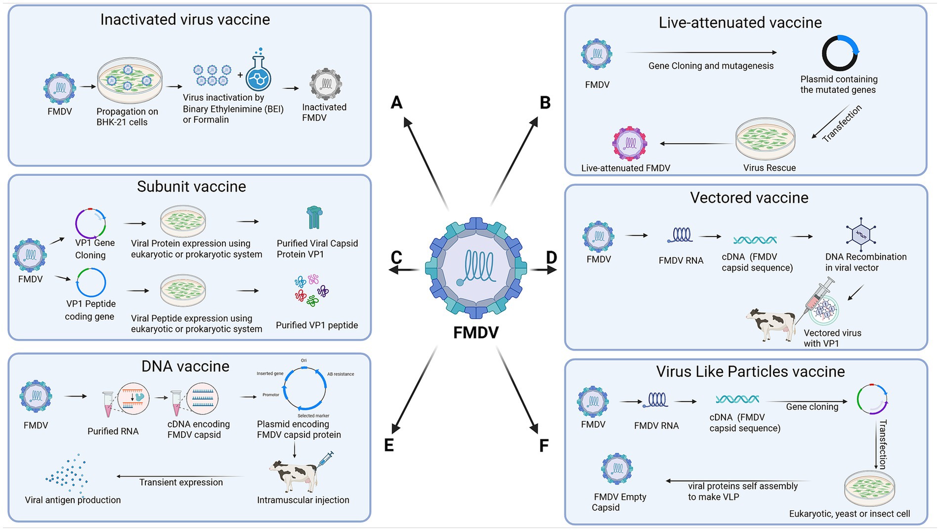 Diagram illustrating six types of Foot-and-Mouth Disease Virus (FMDV) vaccines: Inactivated virus vaccine, subunit vaccine, live-attenuated vaccine, vectored vaccine, DNA vaccine, and virus-like particles vaccine. Each section shows a flowchart with images detailing the process, including propagation, cloning, gene expression, and injection. Central image of an FMDV particle with arrows pointing to each vaccine type.