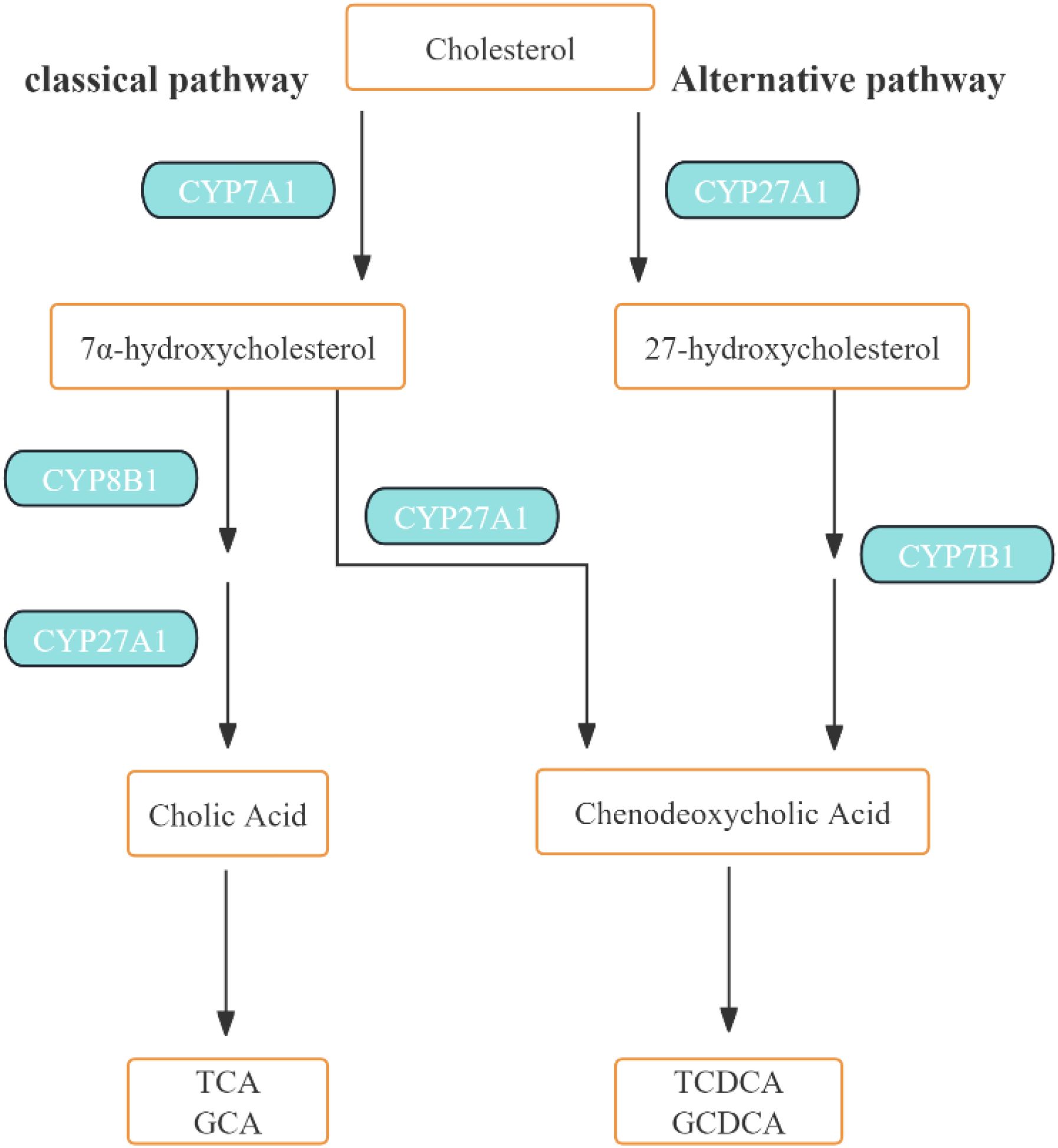 Flowchart showing cholesterol metabolism via classical and alternative pathways. The classical pathway uses CYP7A1 to form 7α-hydroxycholesterol, then CYP8B1 and CYP27A1 to produce cholic acid, leading to TCA and GCA. The alternative pathway involves CYP27A1 forming 27-hydroxycholesterol, then CYP7B1 converting it to chenodeoxycholic acid, leading to TCDCA and GCDCA formation.
