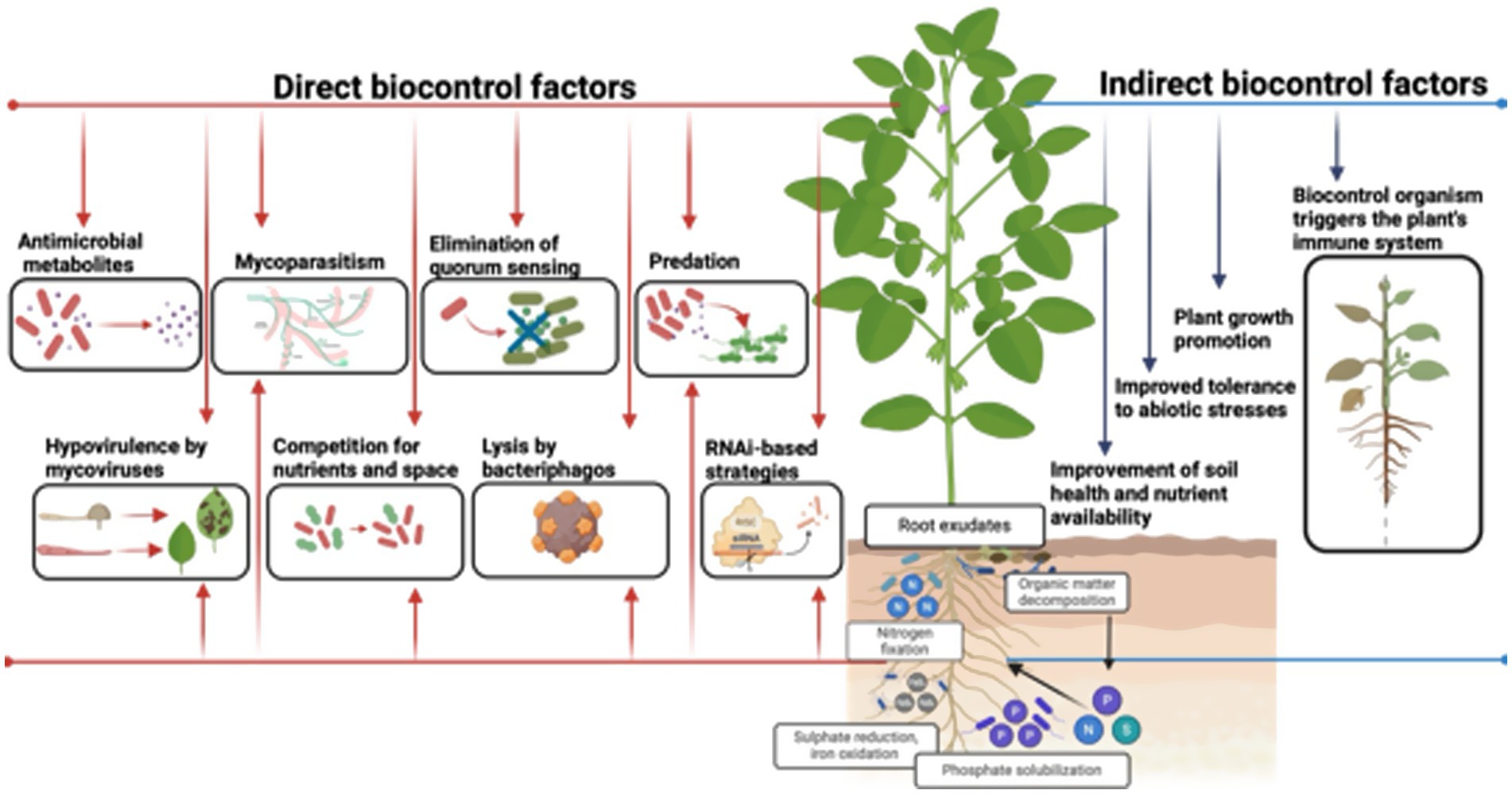 Diagram illustrating factors of biocontrol in plants. On the left, direct factors: antimicrobial metabolites, mycoparasitism, quorum sensing elimination, predation, mycoviruses, nutrient competition, bacteriophage lysis, RNAi strategies. On the right, indirect factors: plant growth promotion, abiotic stress tolerance, soil health improvement, and immune system activation through root exudates and nutrient cycling.
