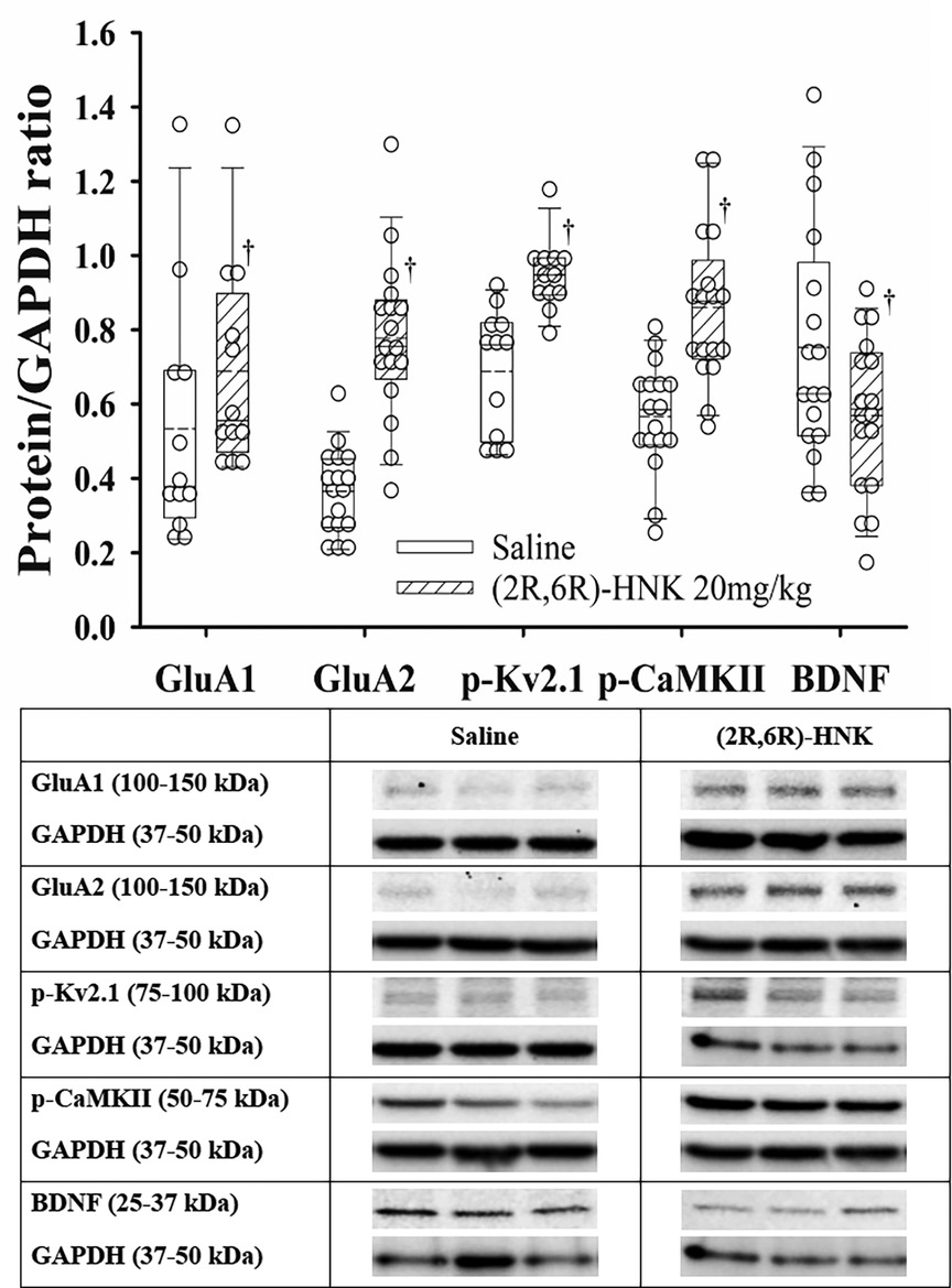 Box plots and corresponding western blot images show protein expression levels normalized to GAPDH for GluA1, GluA2, phosphorylated Kv2.1 (p-Kv2.1), phosphorylated CaMKII (p-CaMKII), and BDNF in saline- and (2R,6R)-HNK-treated groups. Each box plot compares the protein/GAPDH ratio between treatment conditions, with striped bars representing the HNK group. Significant reductions in GluA1, GluA2, p-Kv2.1, p-CaMKII, and BDNF expression are indicated in the HNK group (‡), suggesting a downregulatory effect. Western blots confirm these trends with visibly decreased band intensity for all five proteins in the HNK-treated samples. Molecular weight ranges are noted for each target.